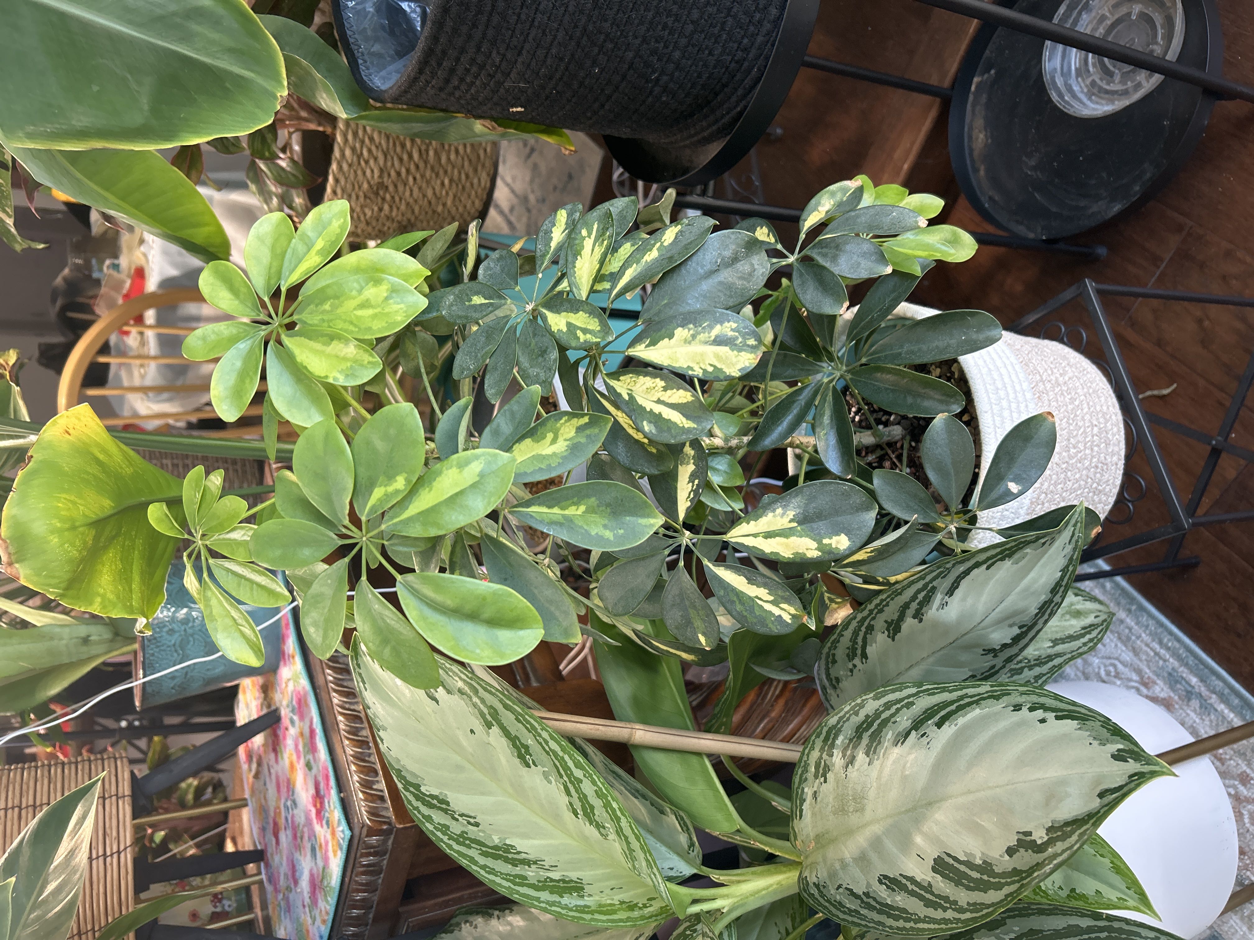 Photo from the post