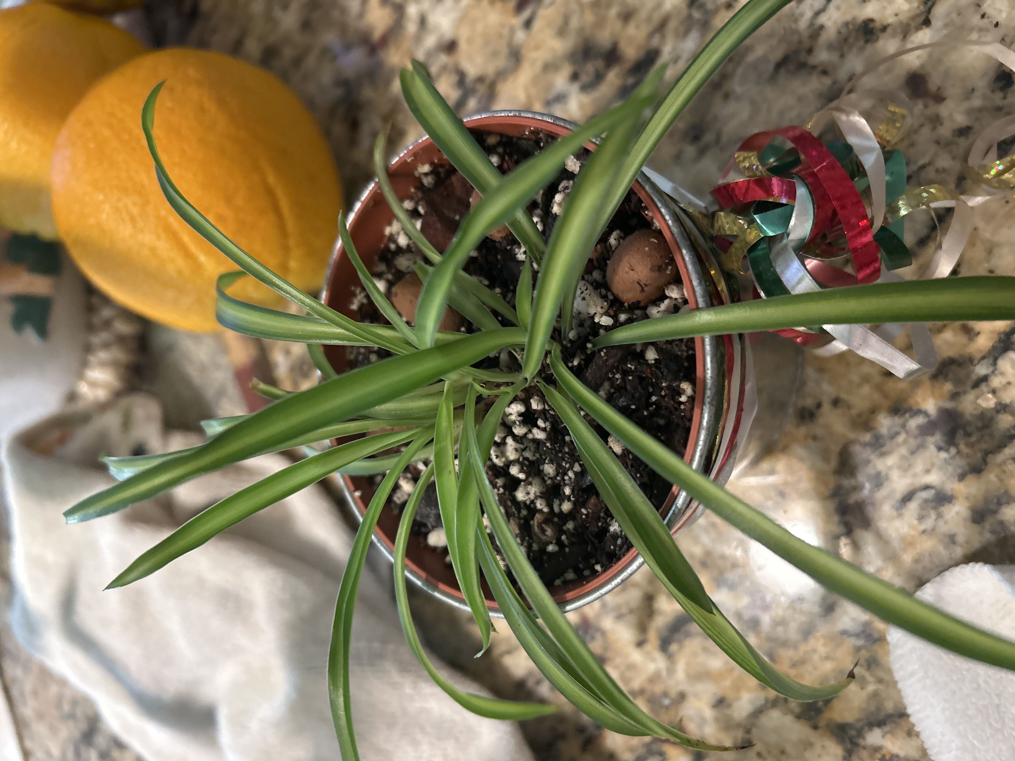 Photo from the post