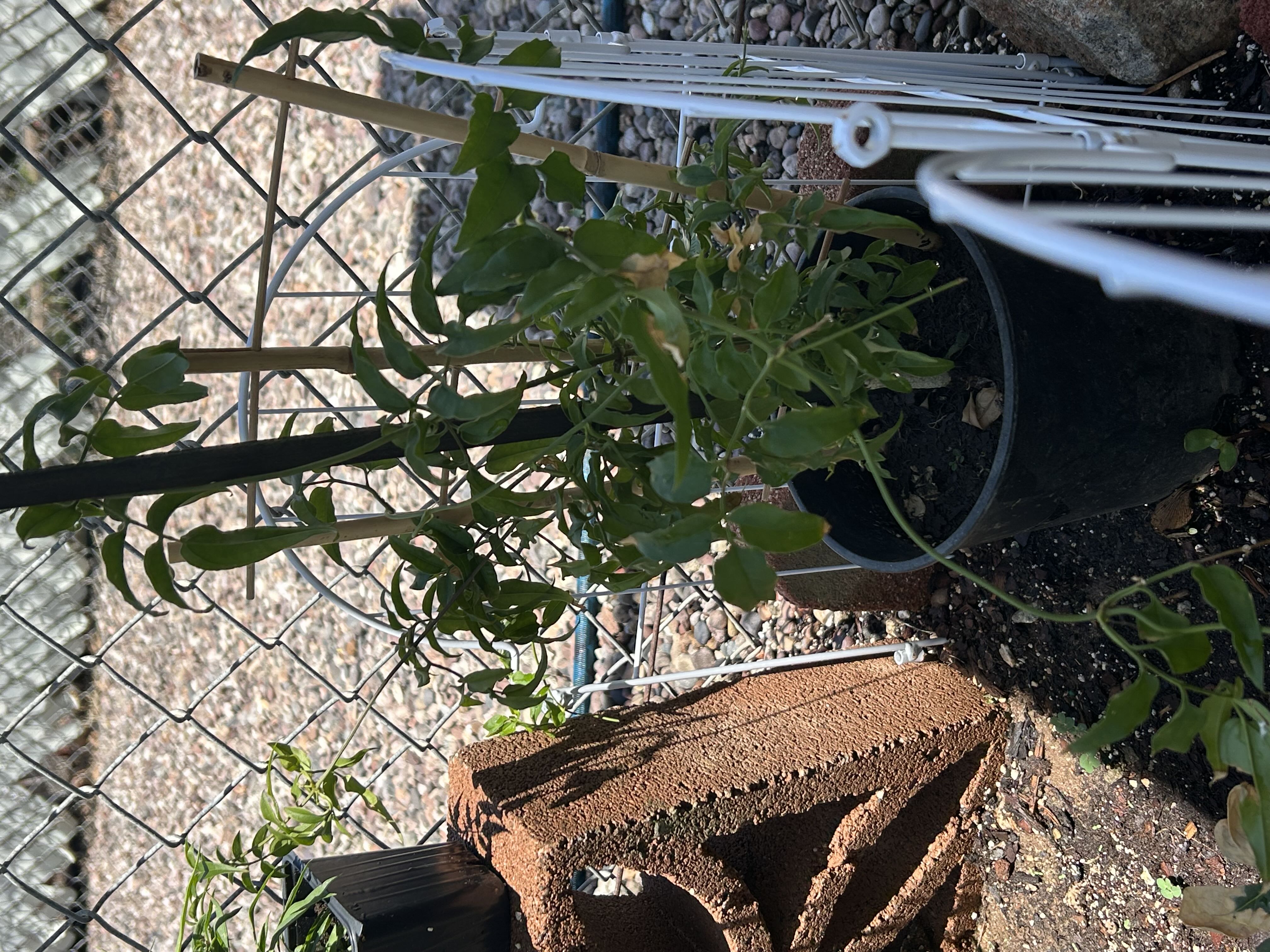 Photo from the post