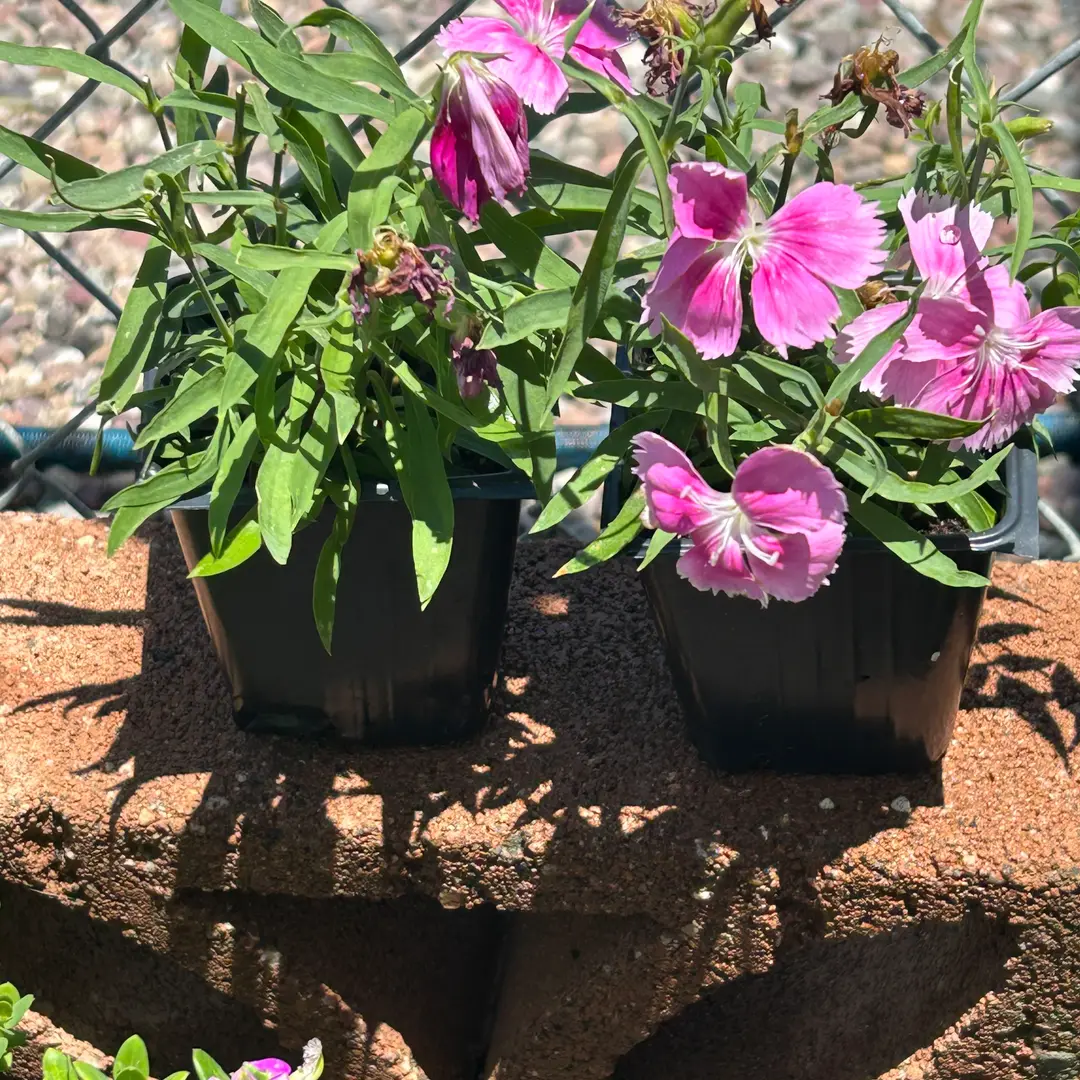 Photo from the post