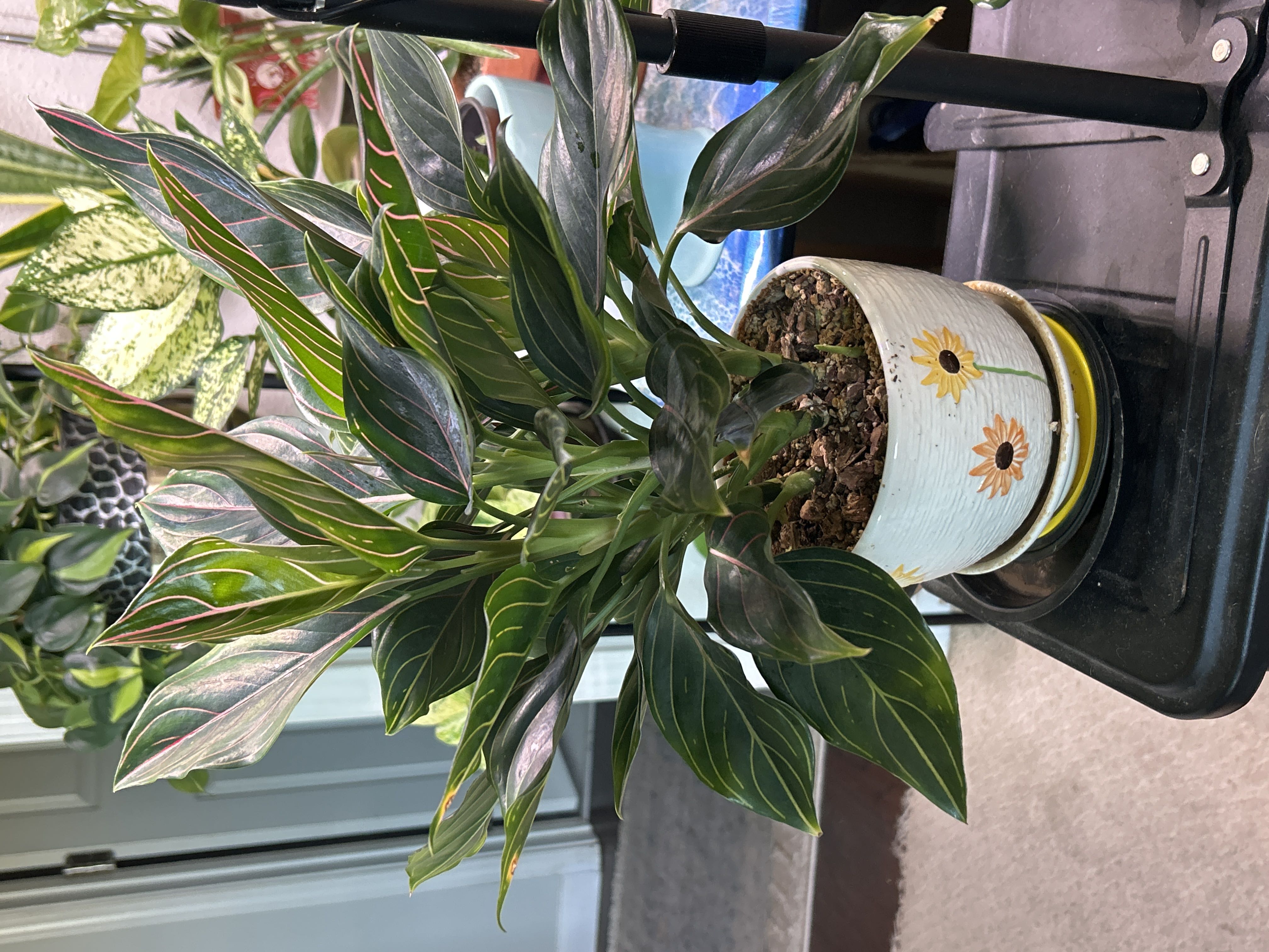 Photo from the post