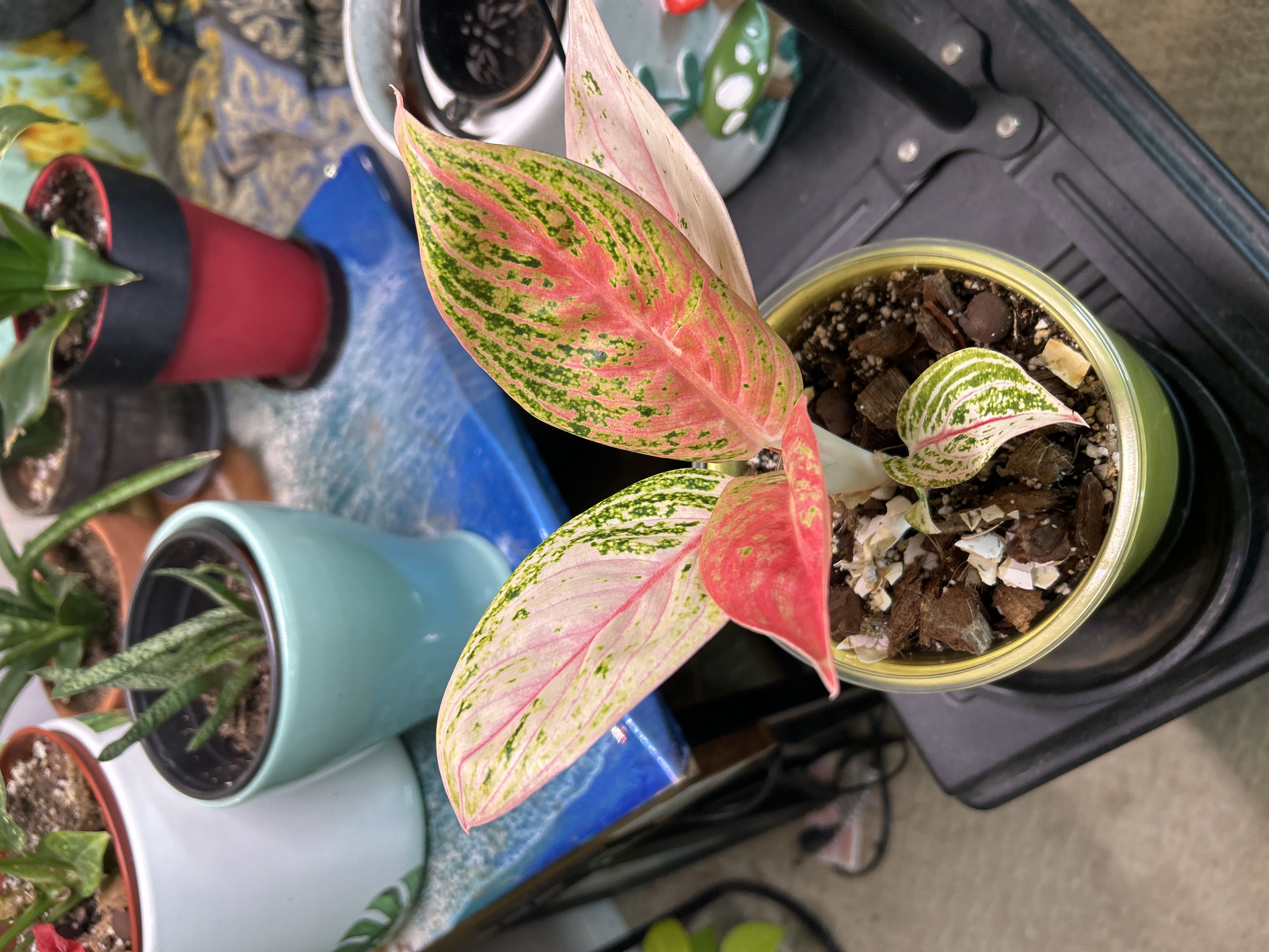 Photo from the post