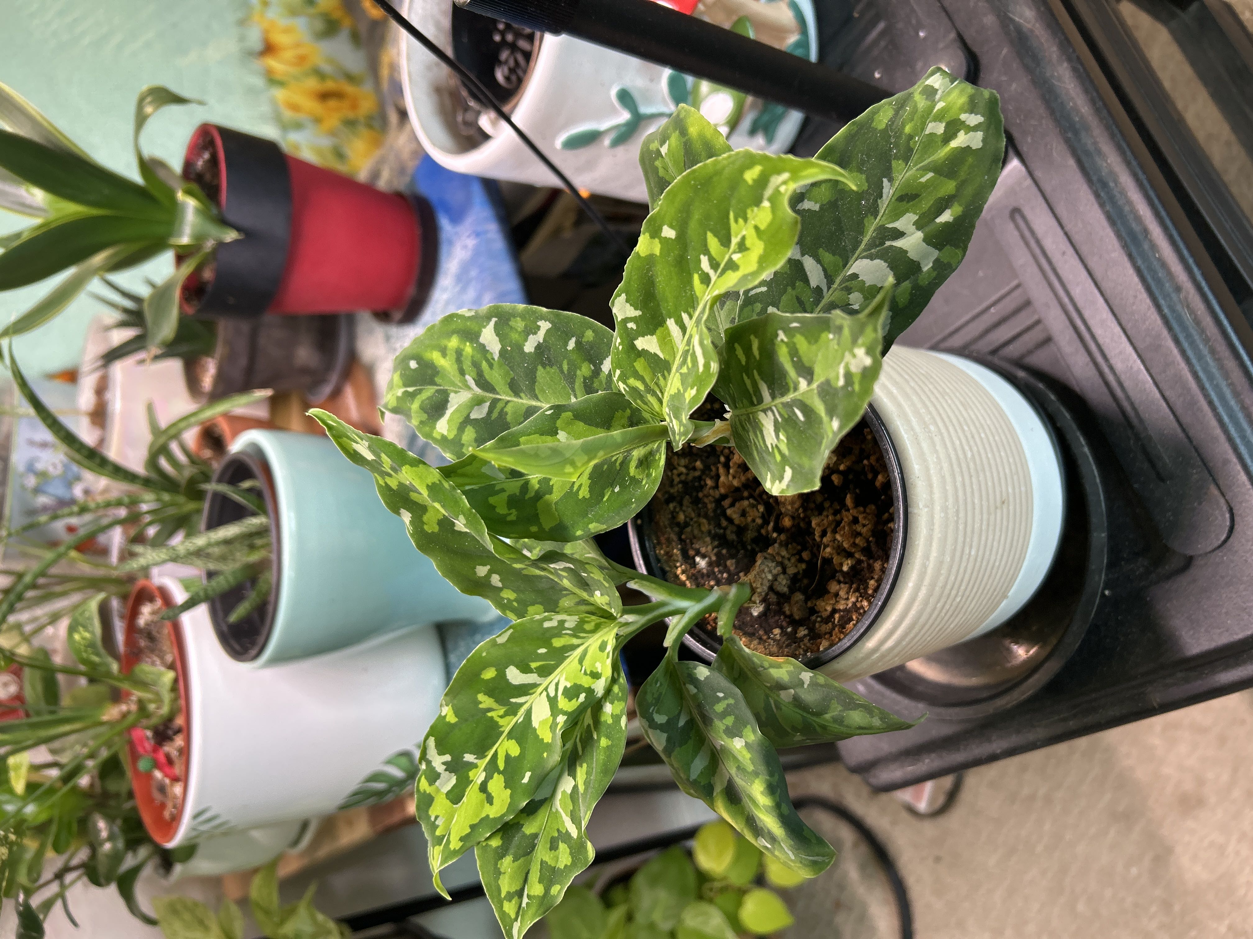 Photo from the post
