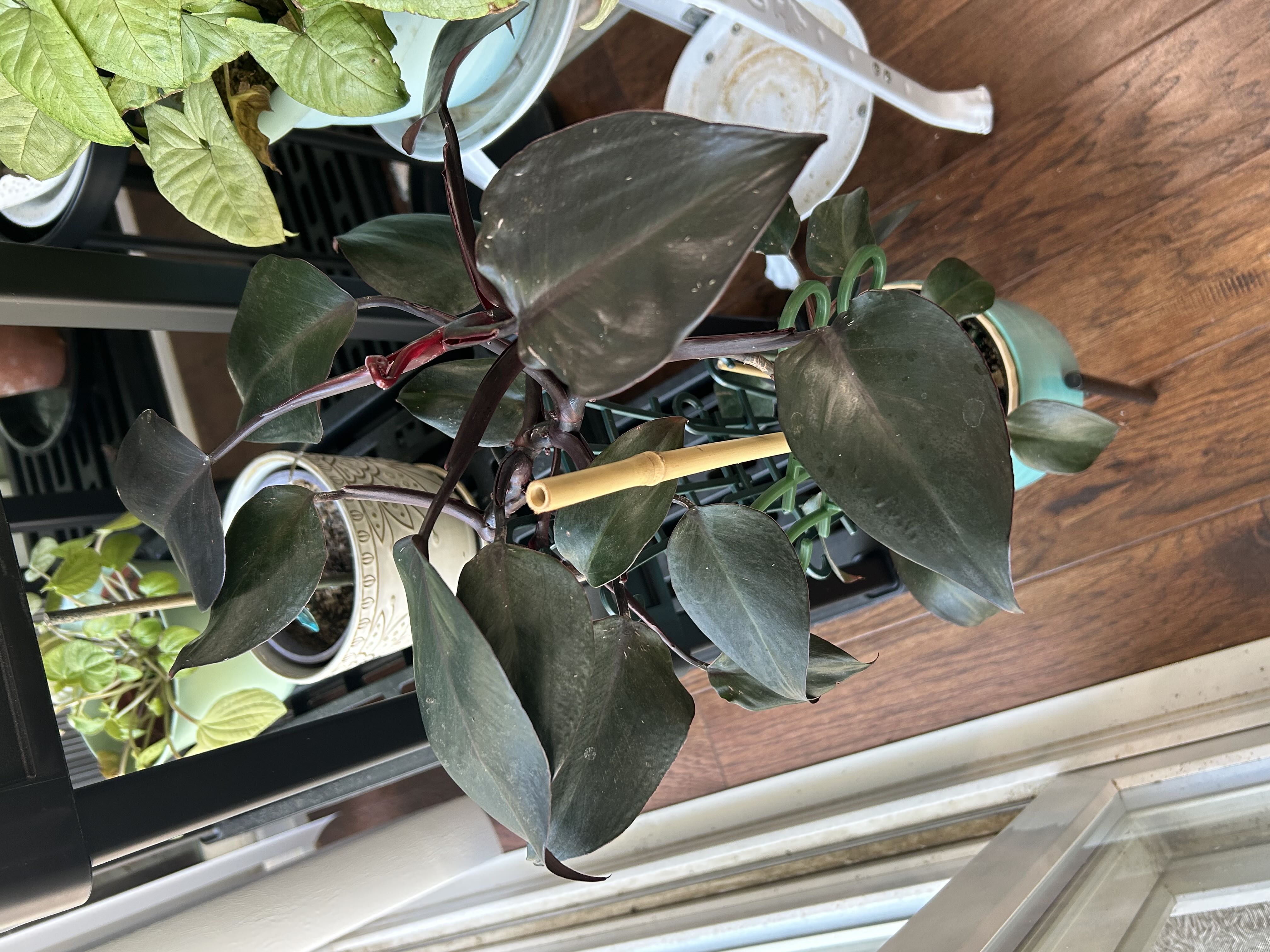Photo from the post