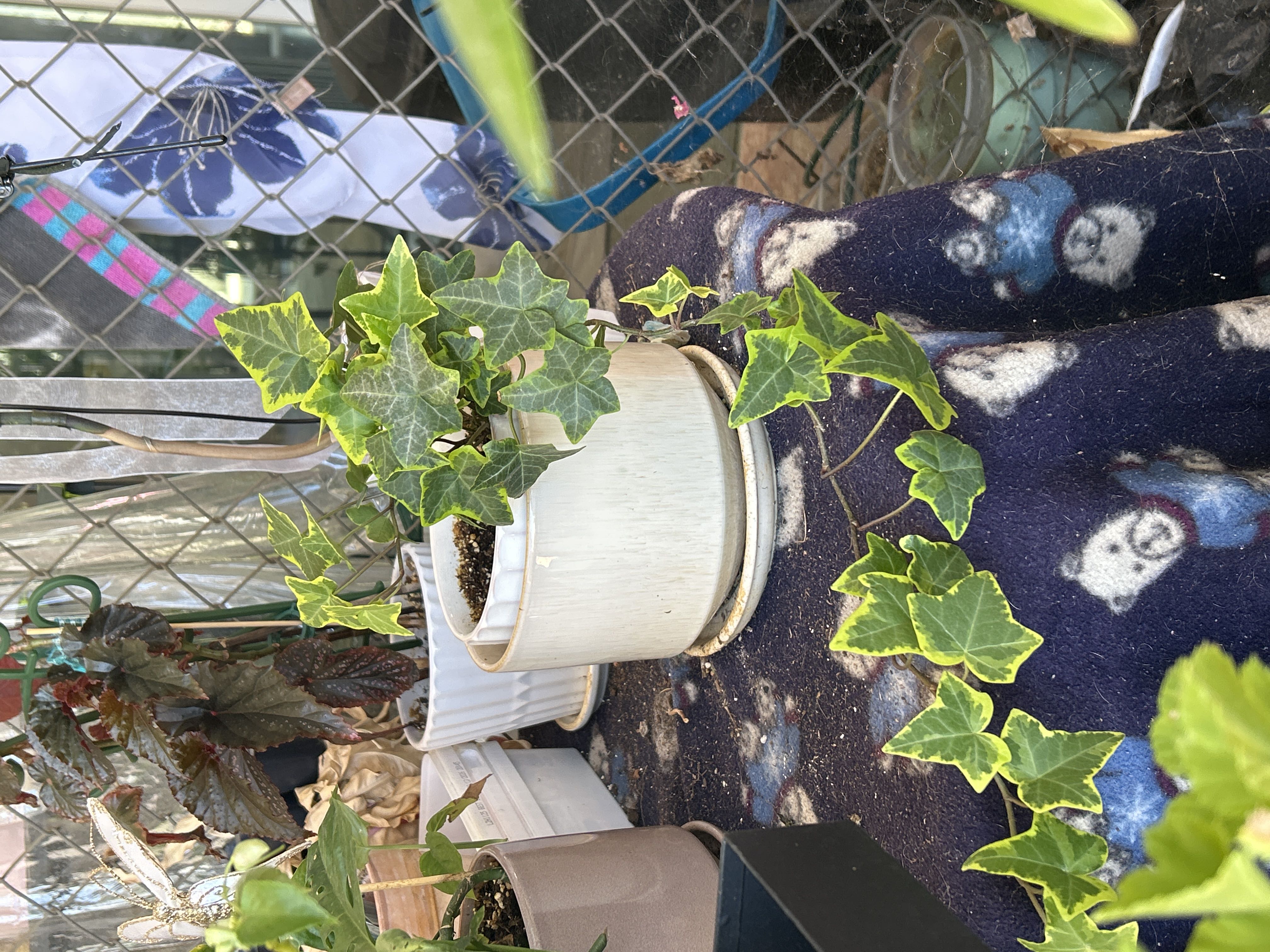 Photo from the post
