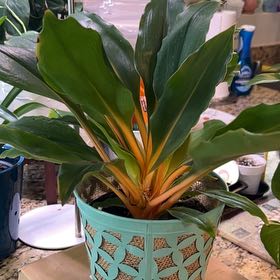 Photo of the plant species Green Orange Spider Plant by @Shells_Garden named Mandarin Fire on Greg, the plant care app