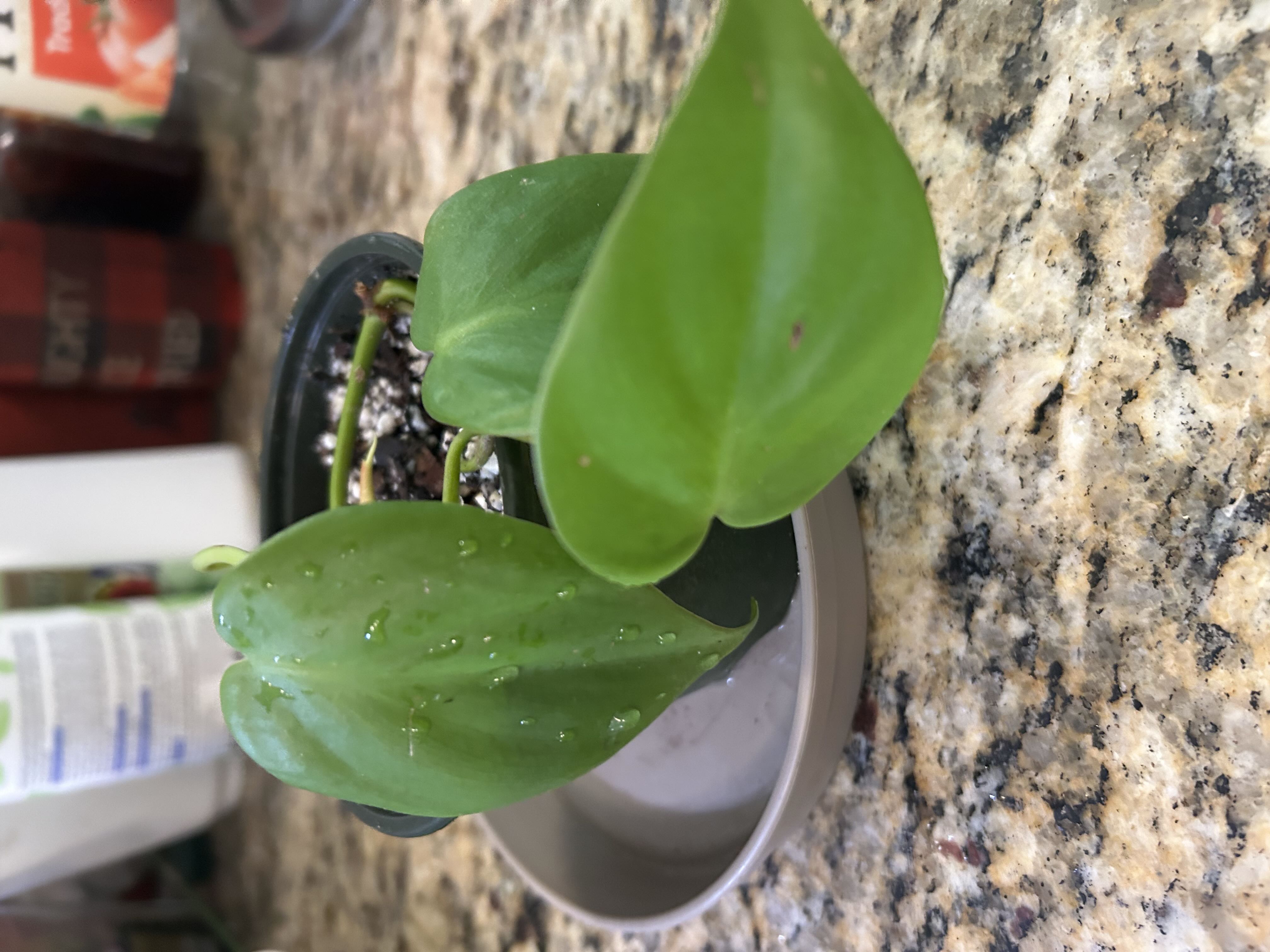 Photo from the post