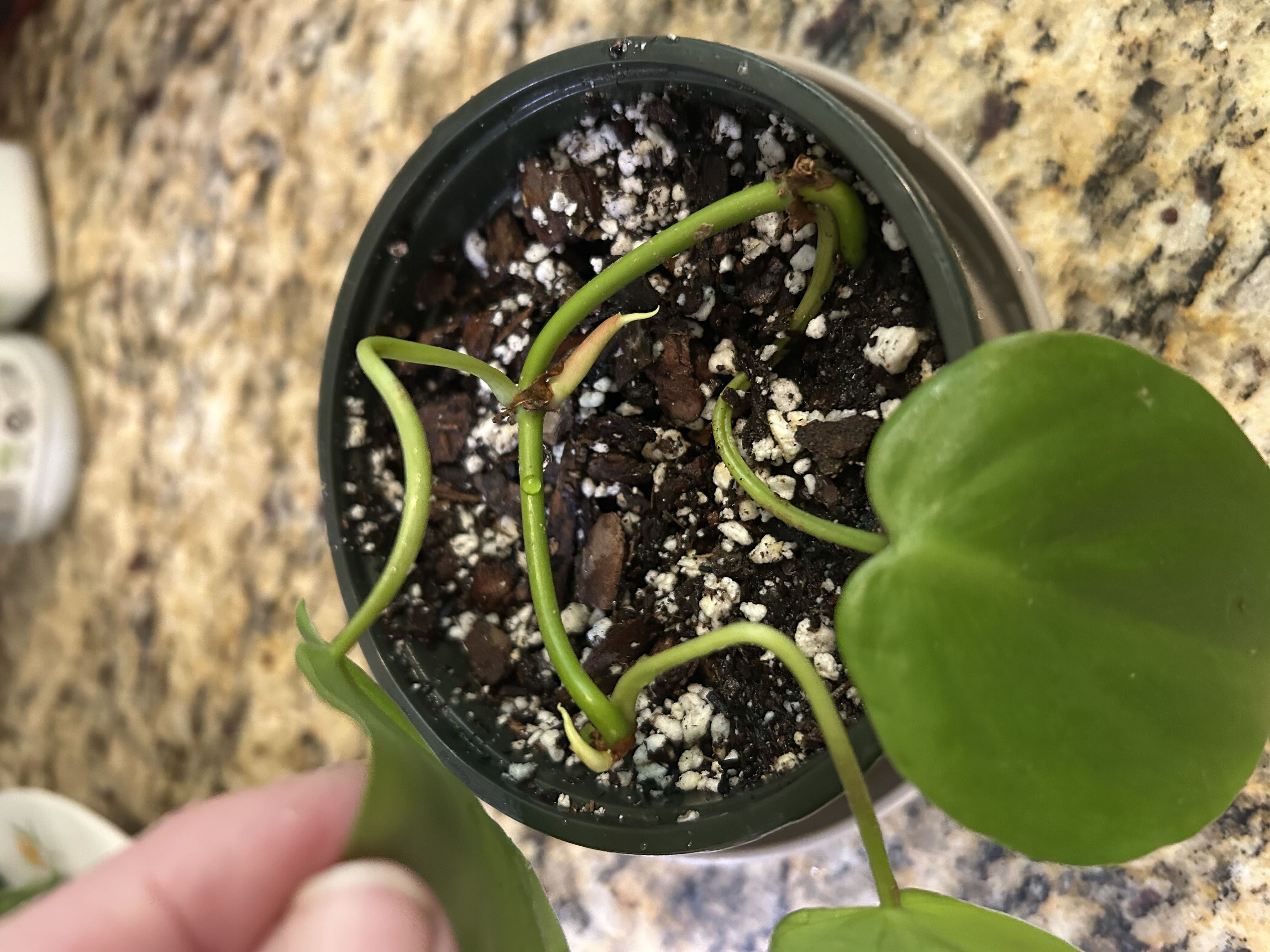 Photo from the post