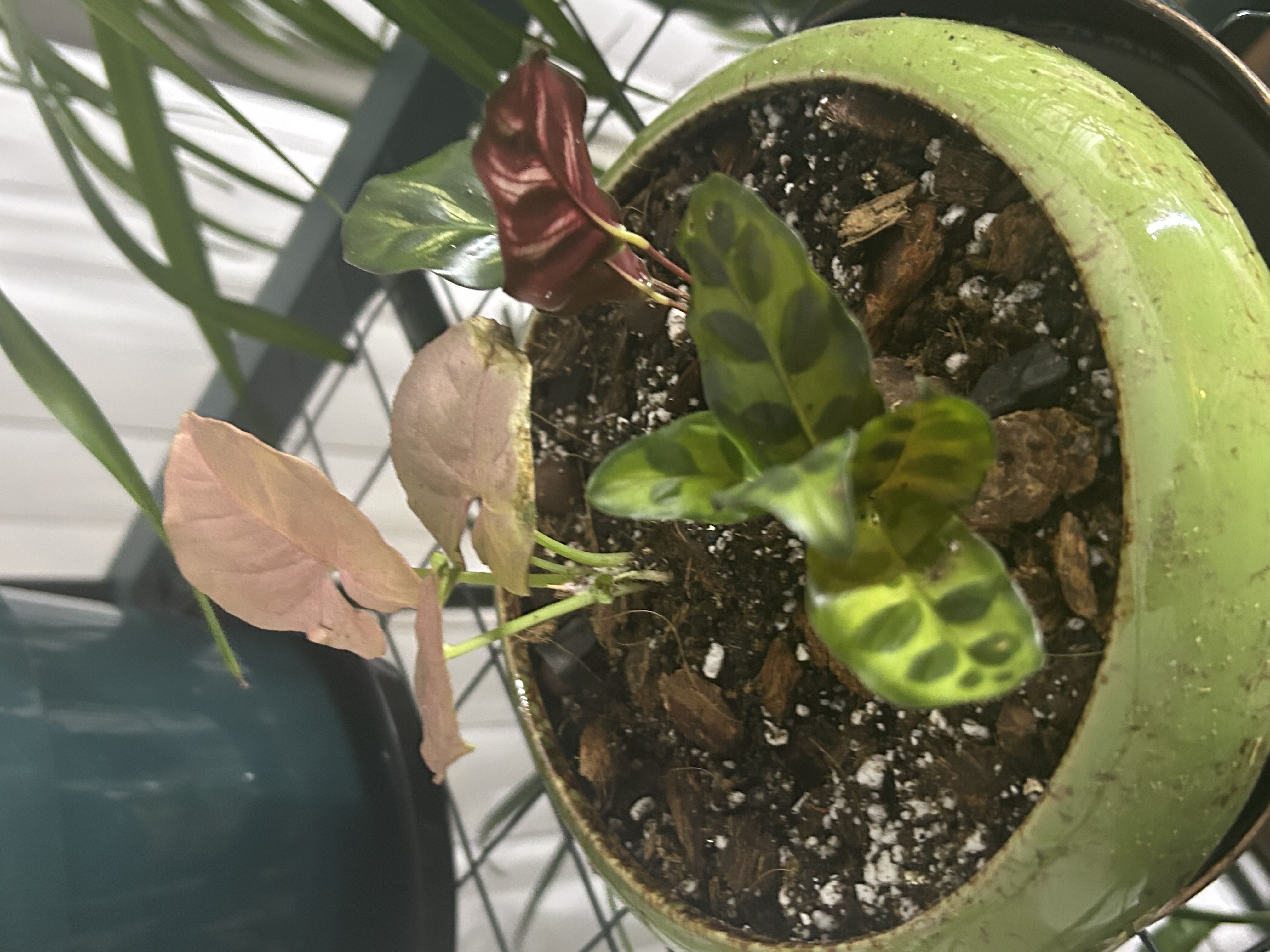 Photo from the post