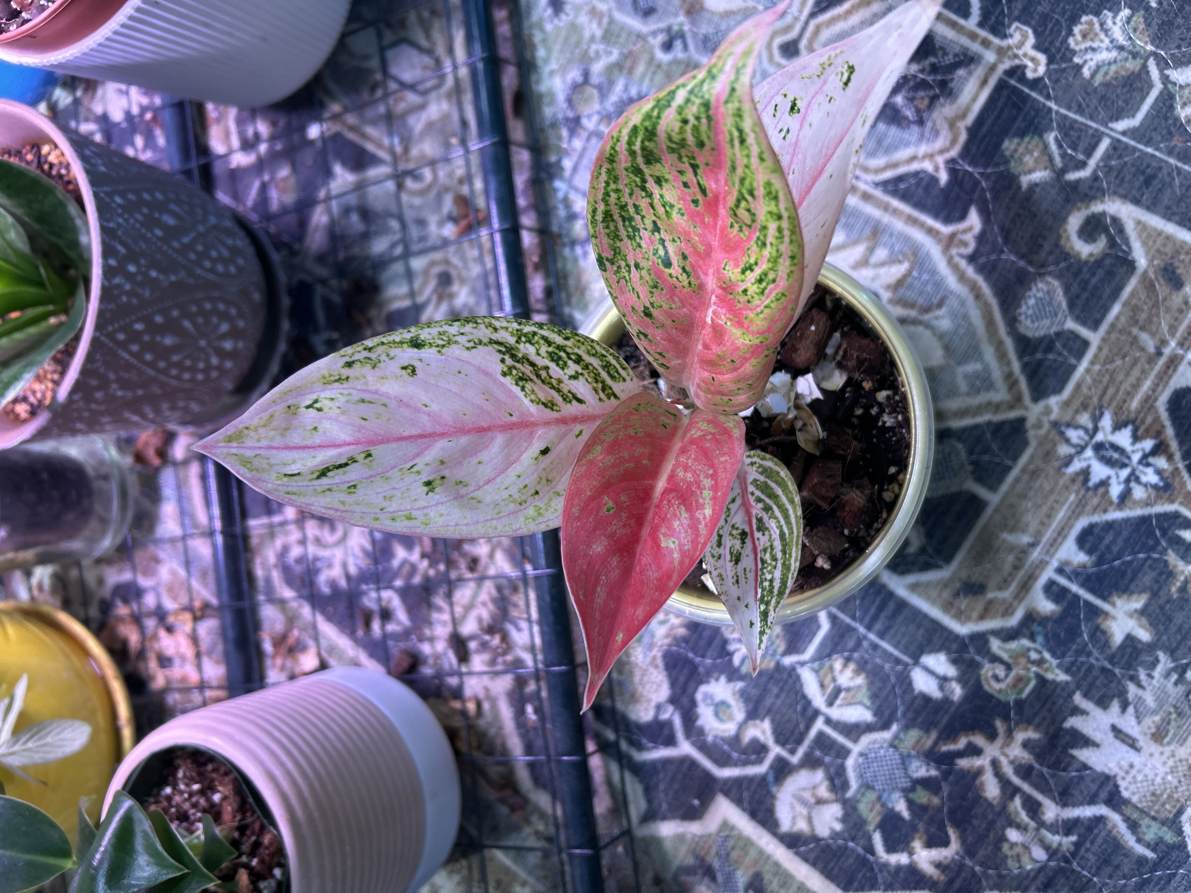 Photo from the post