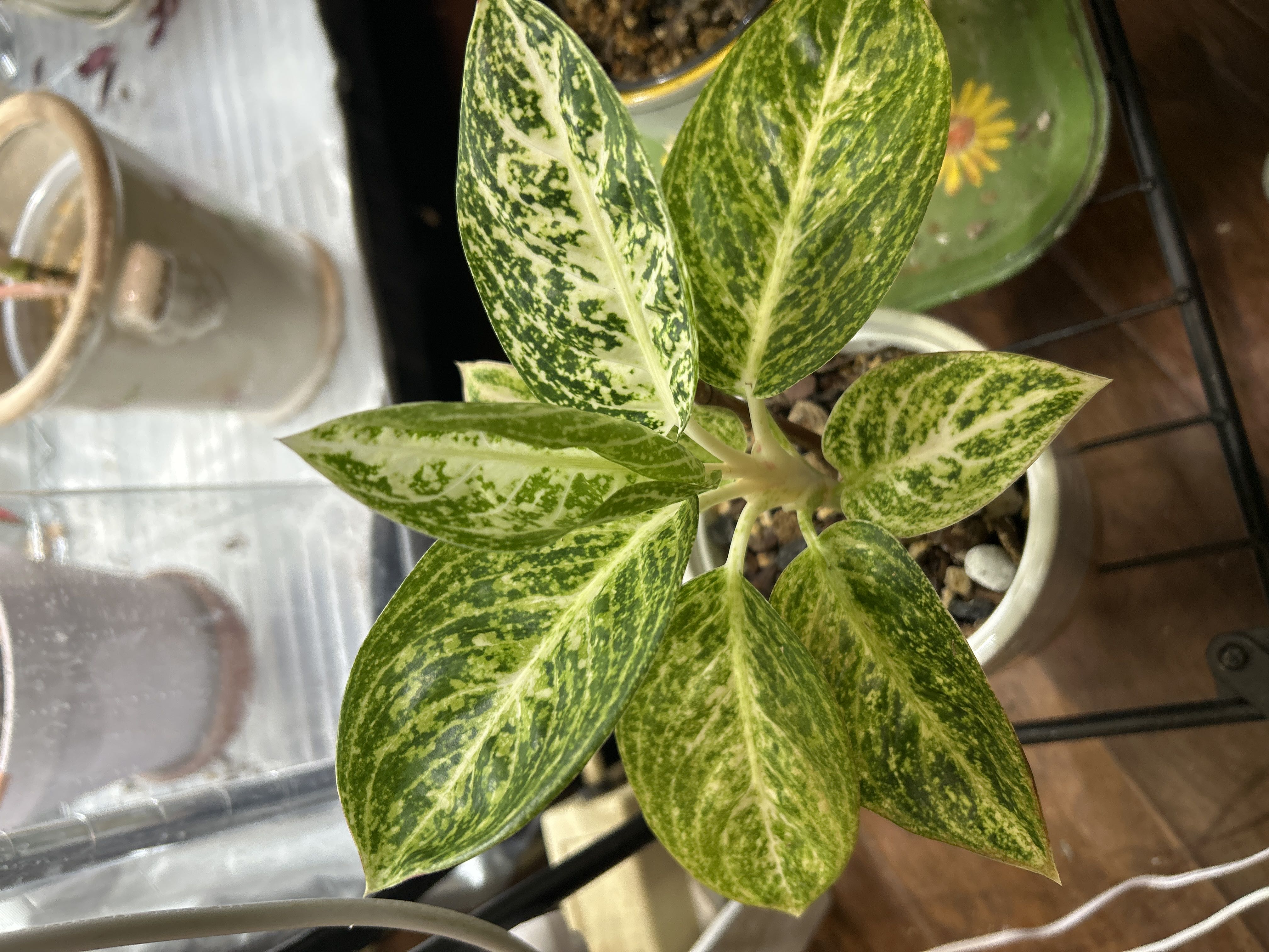 Photo from the post