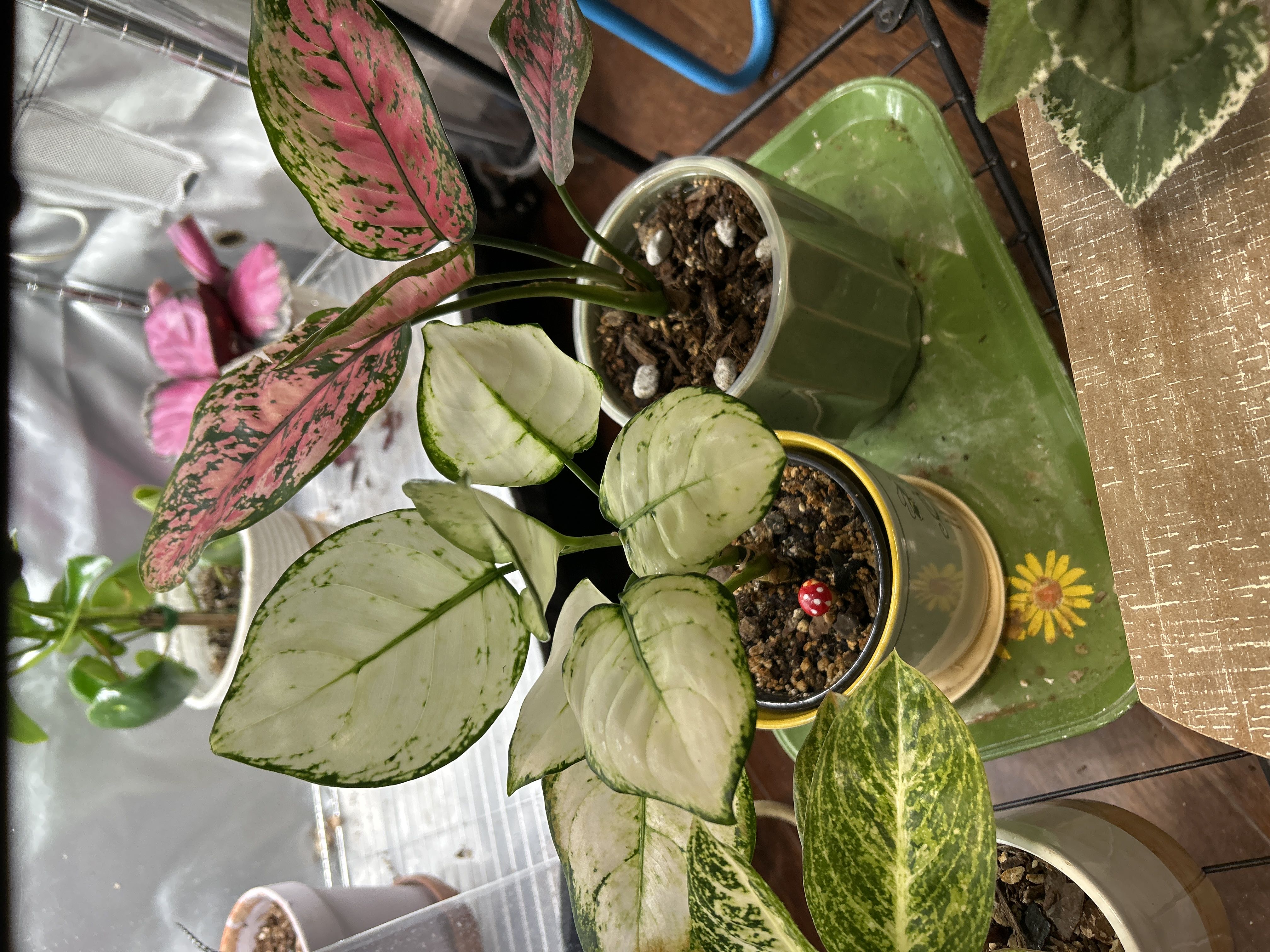 Photo from the post