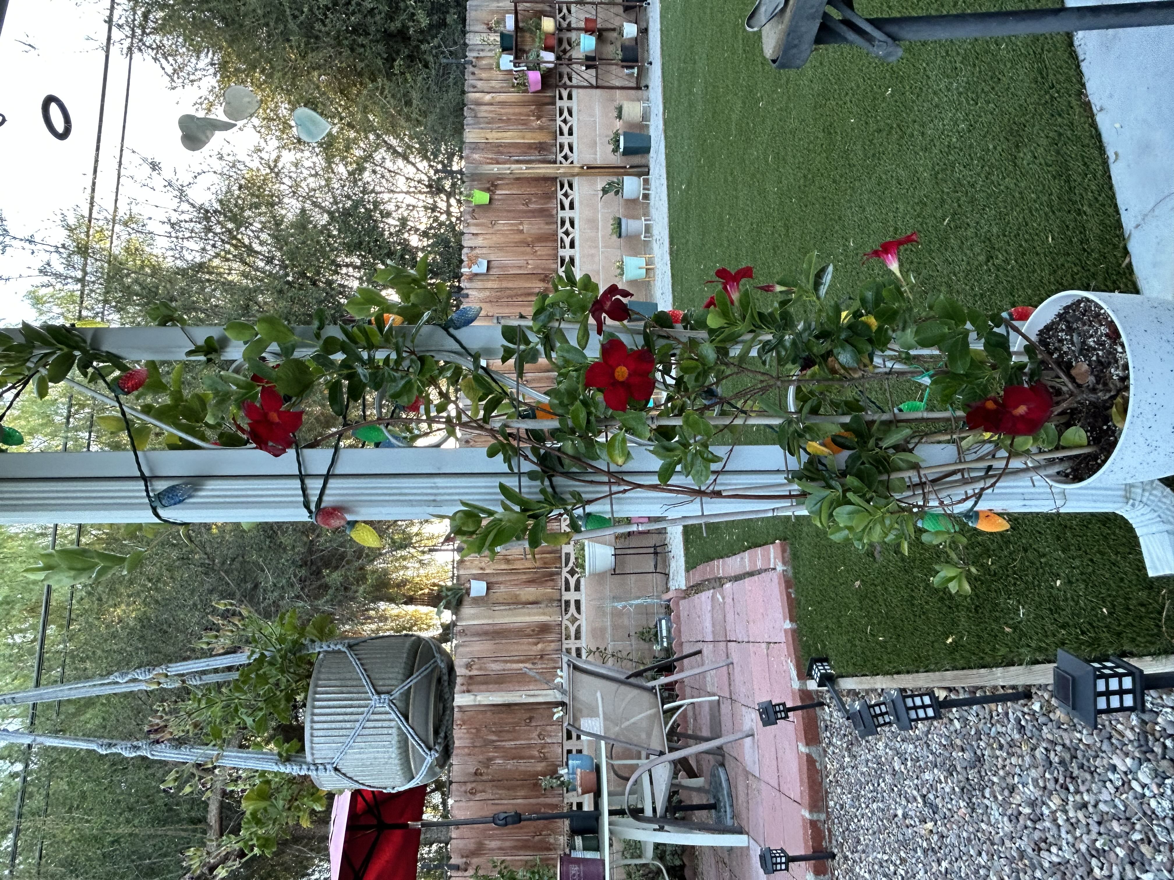 Photo from the post