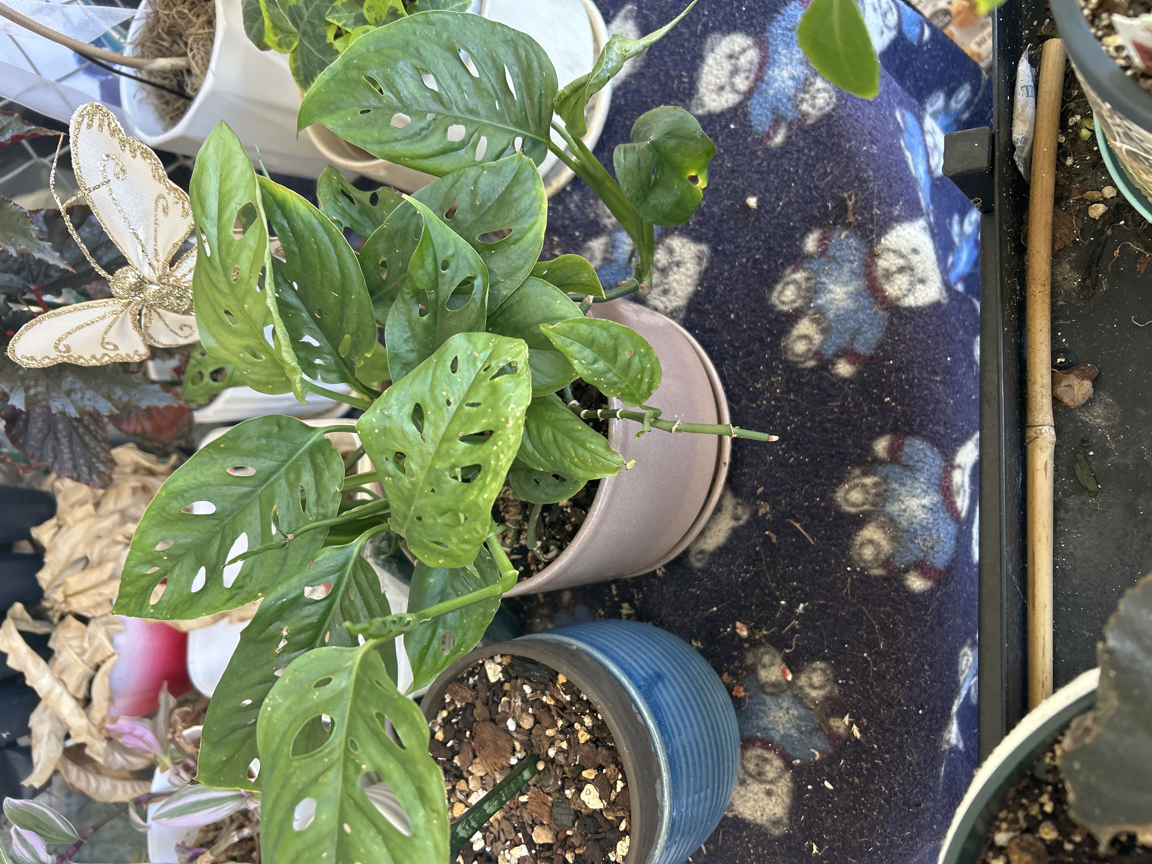 Photo from the post