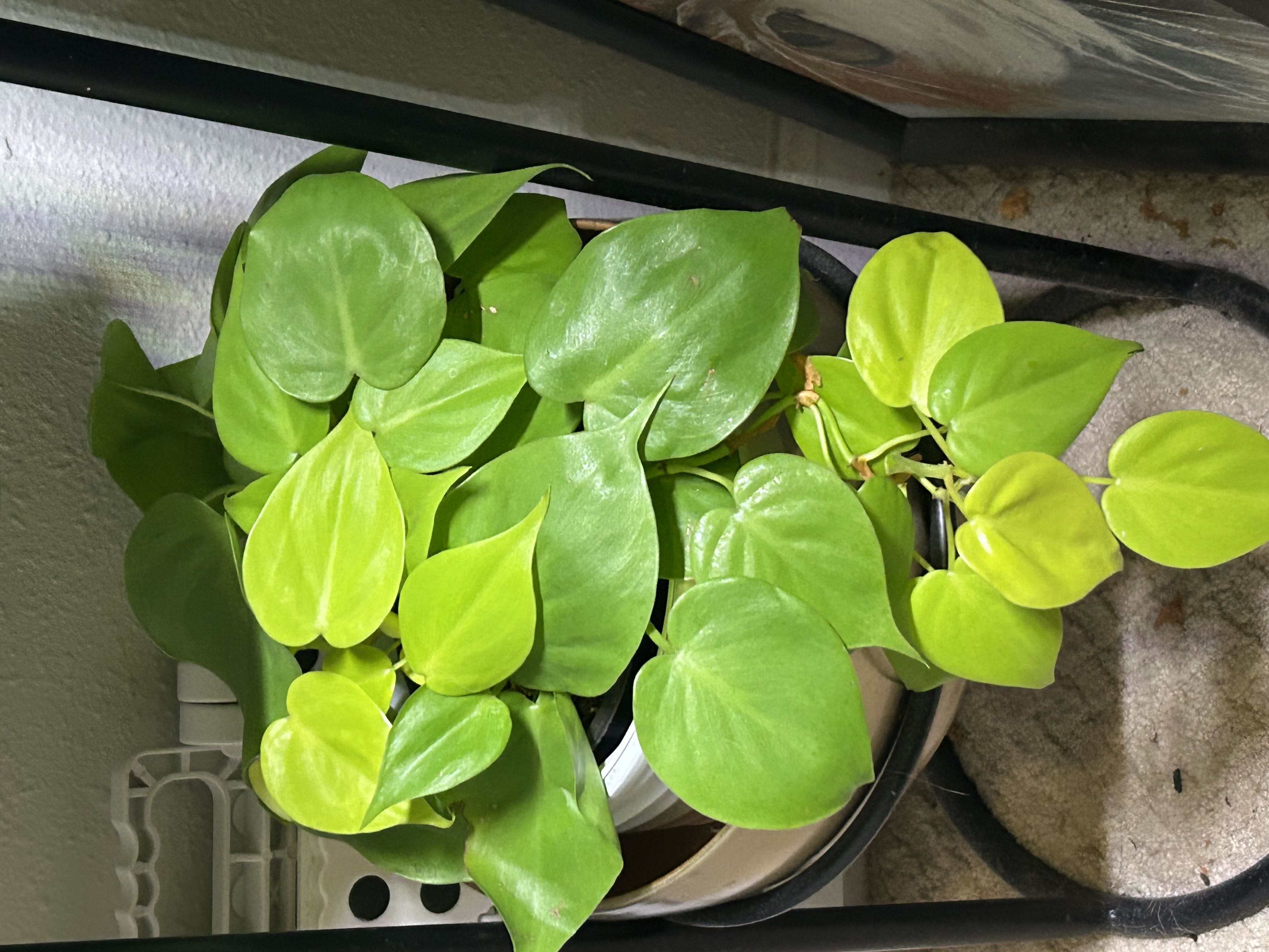 Photo from the post