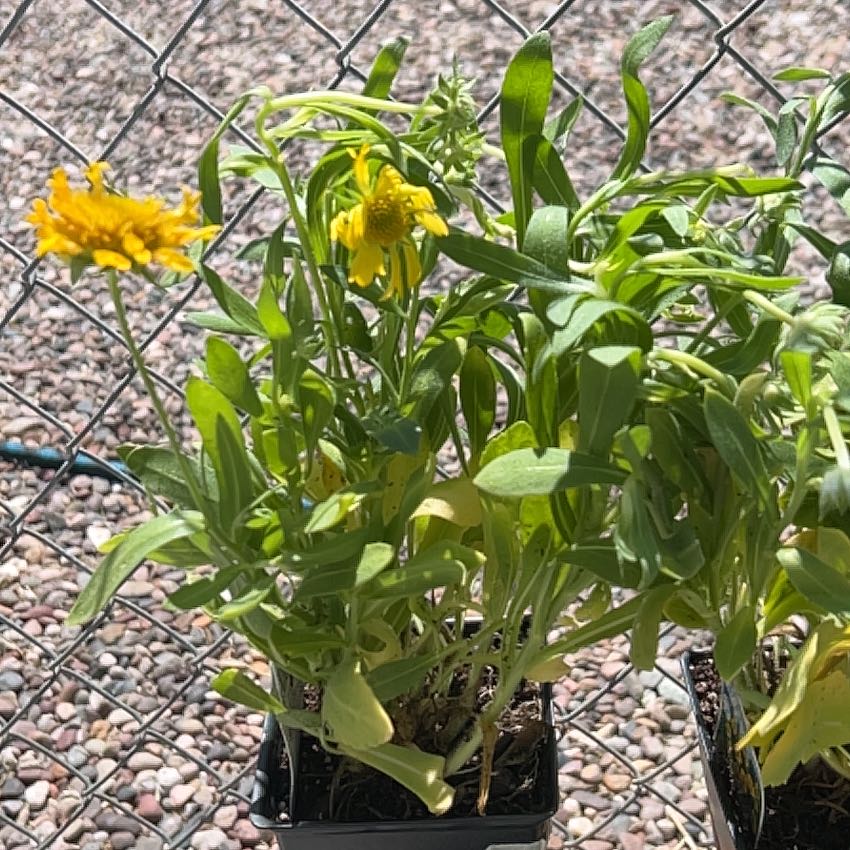 Photo of the plant species Indian Blanket by @Shells_Garden named Blankie on Greg, the plant care app