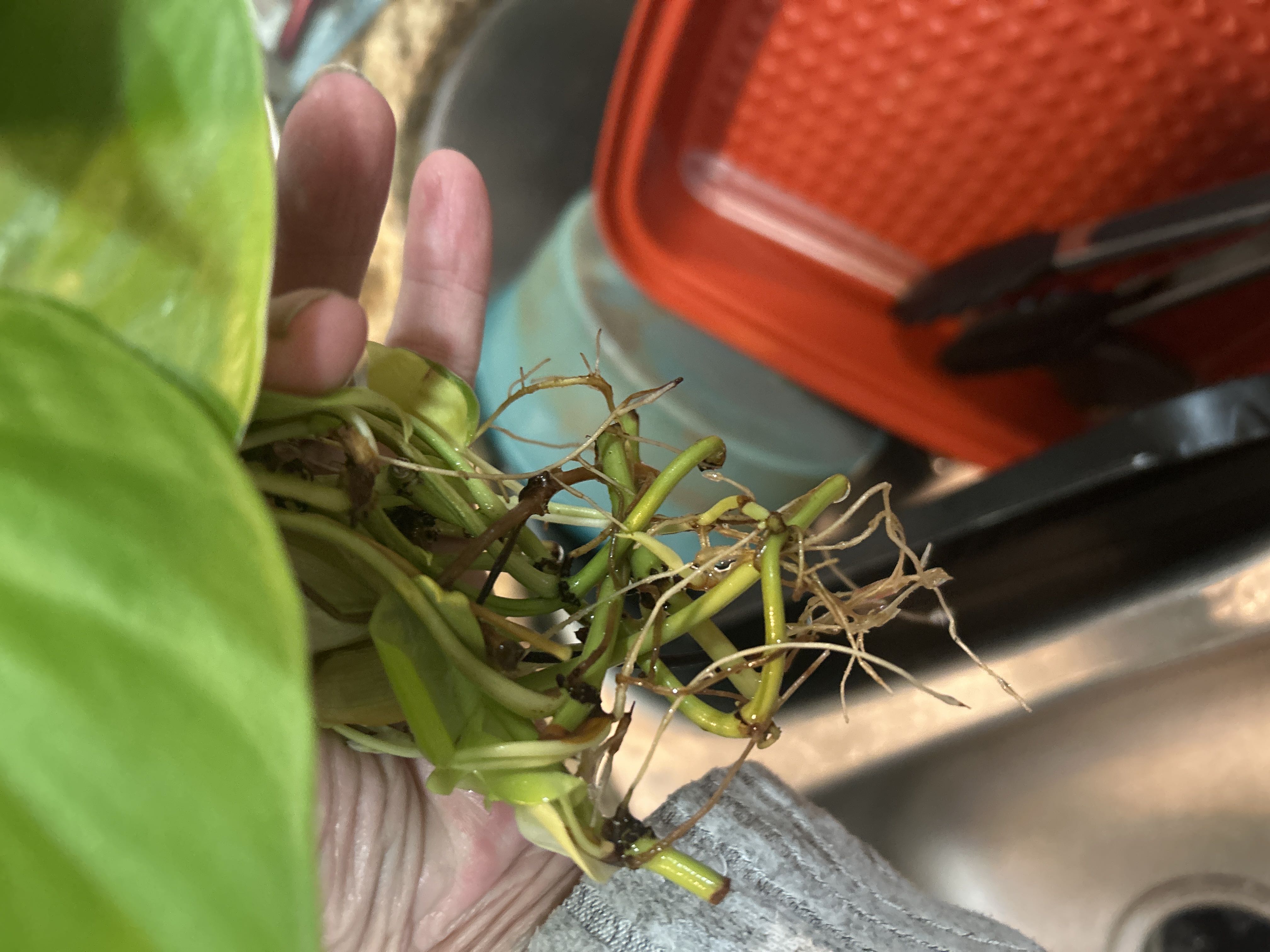 Photo from the post
