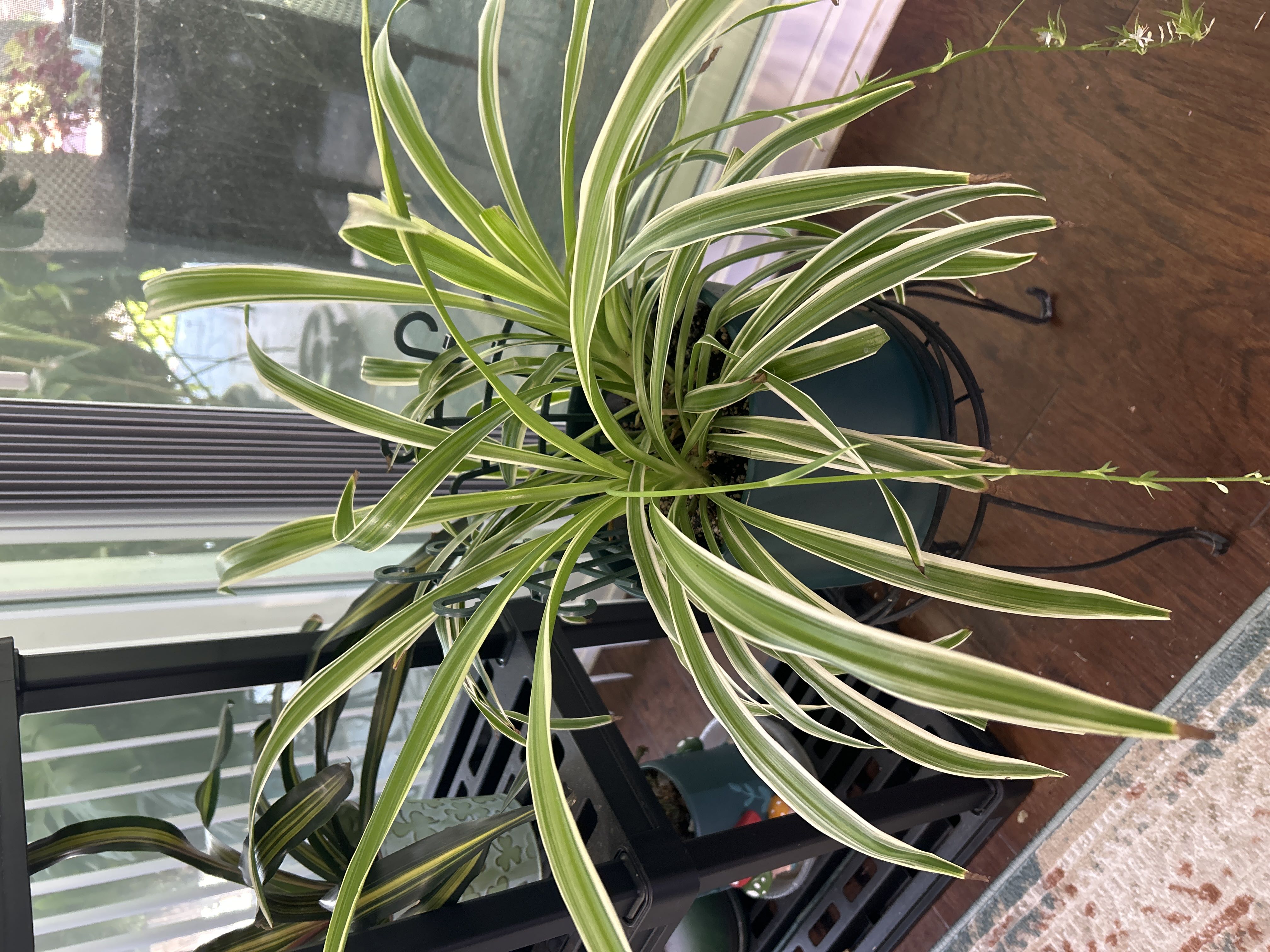 Photo from the post