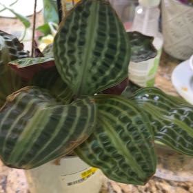 Photo of the plant species Jungle diva 'Roxie' by @Shells_Garden named Independence on Greg, the plant care app