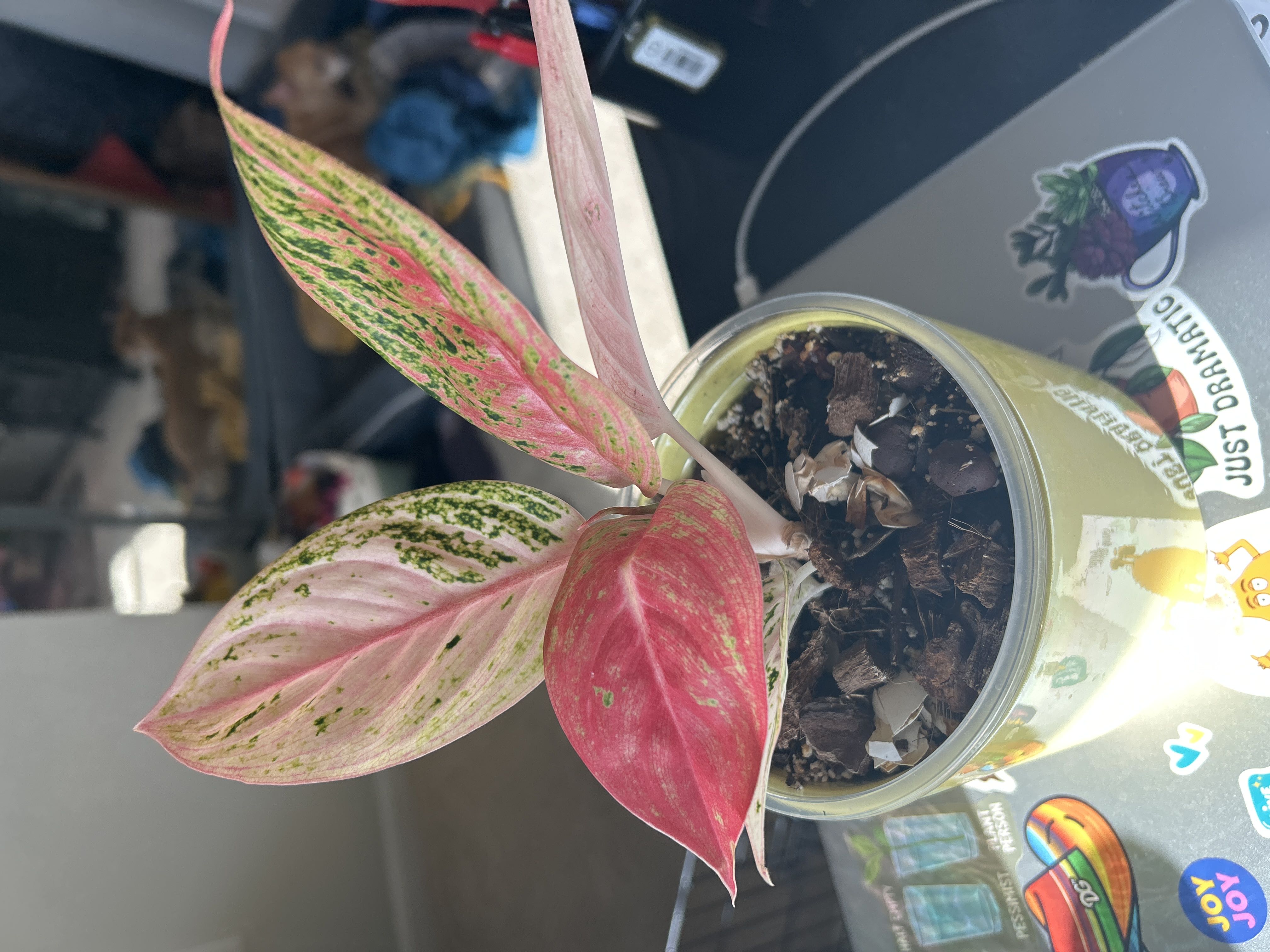 Photo from the post