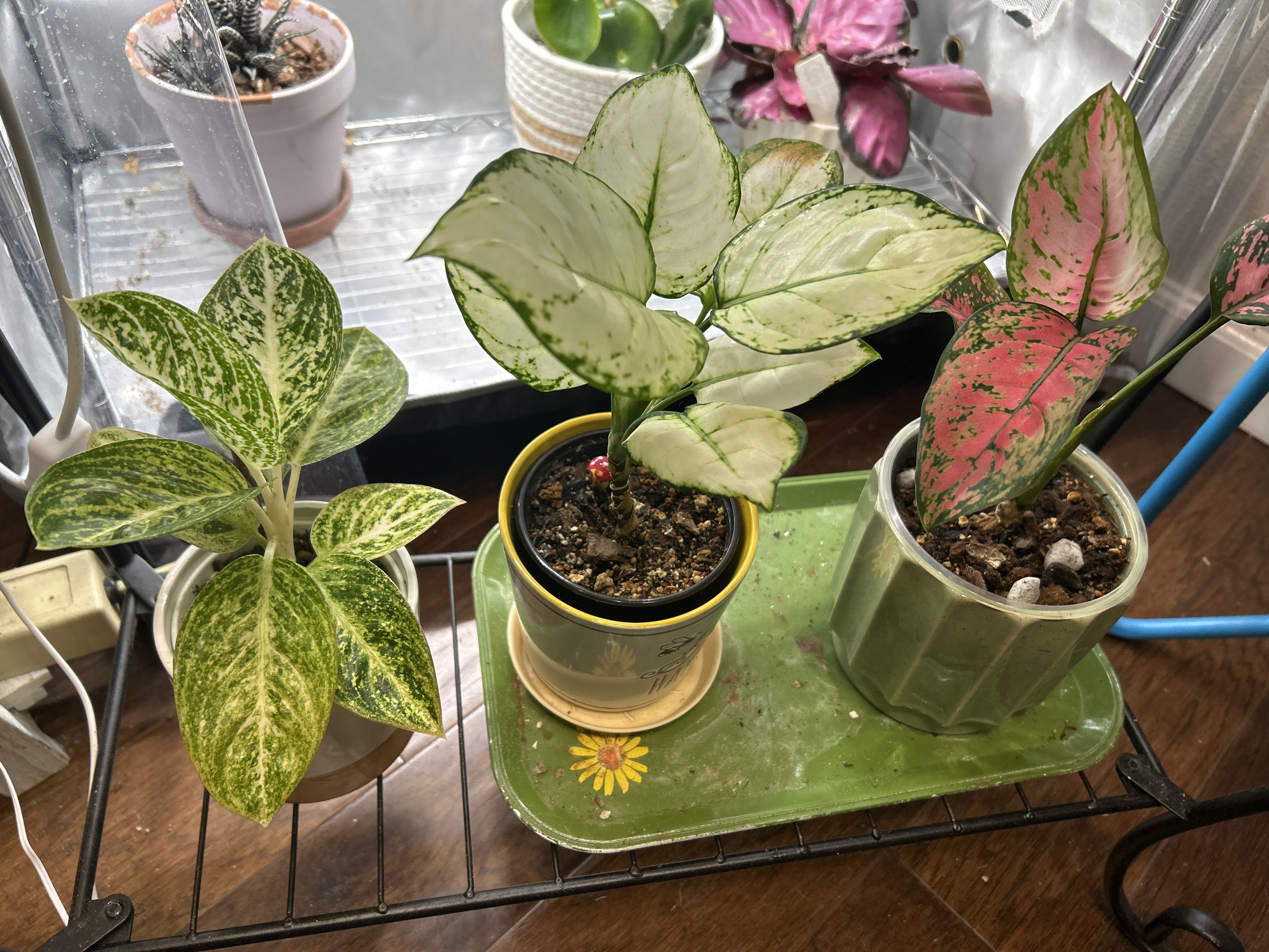 Photo from the post