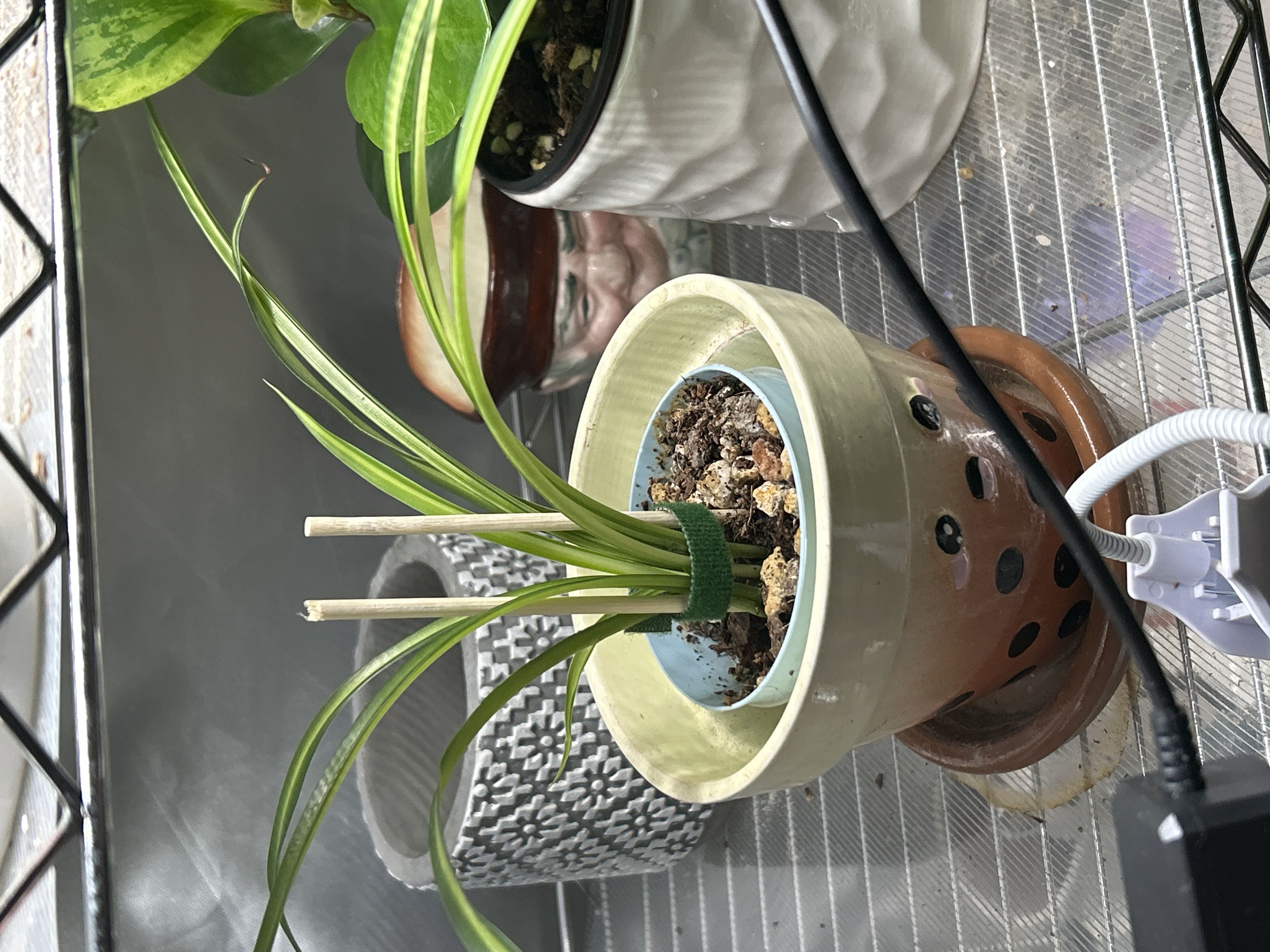 Photo from the post