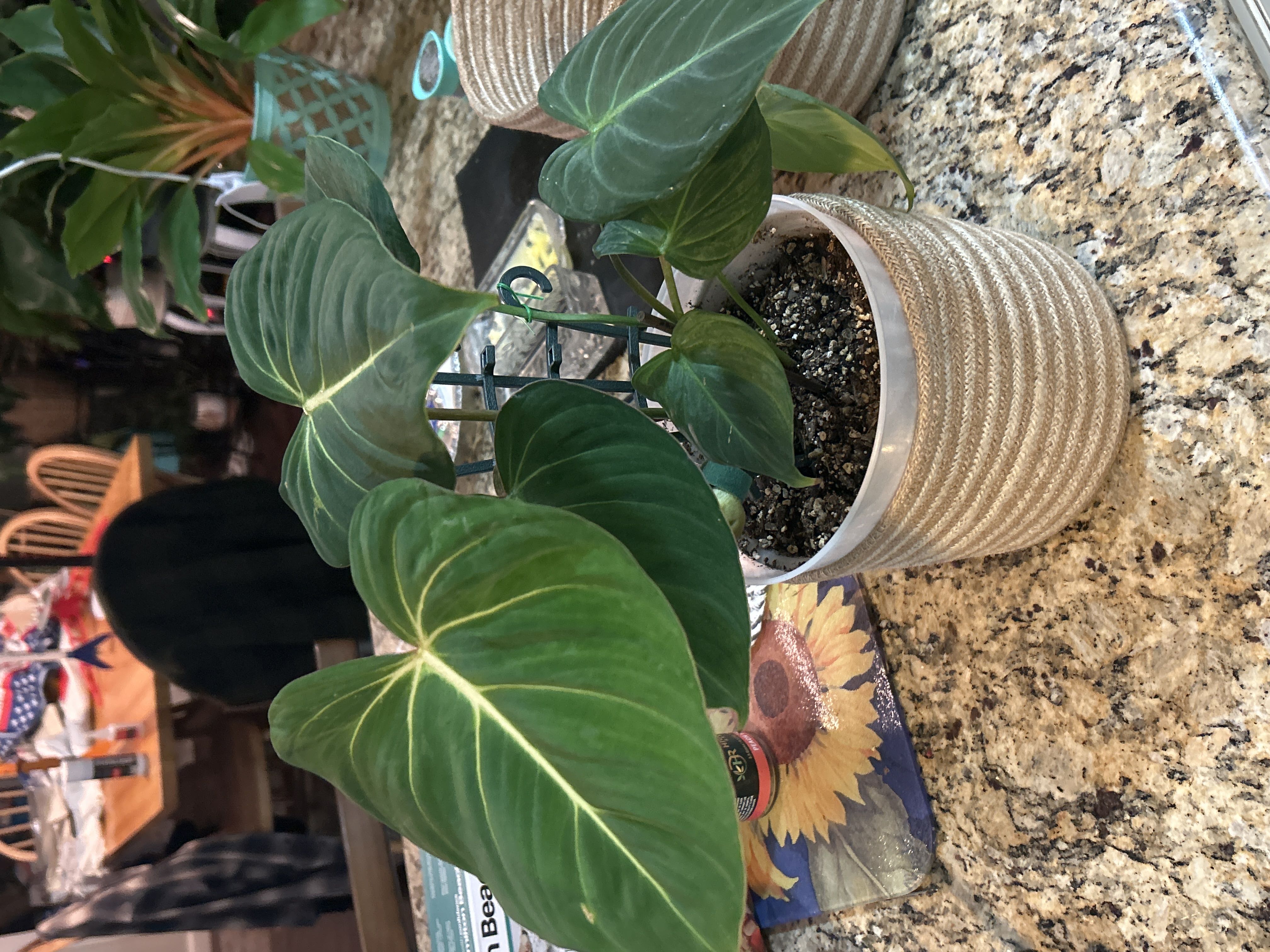 Photo from the post