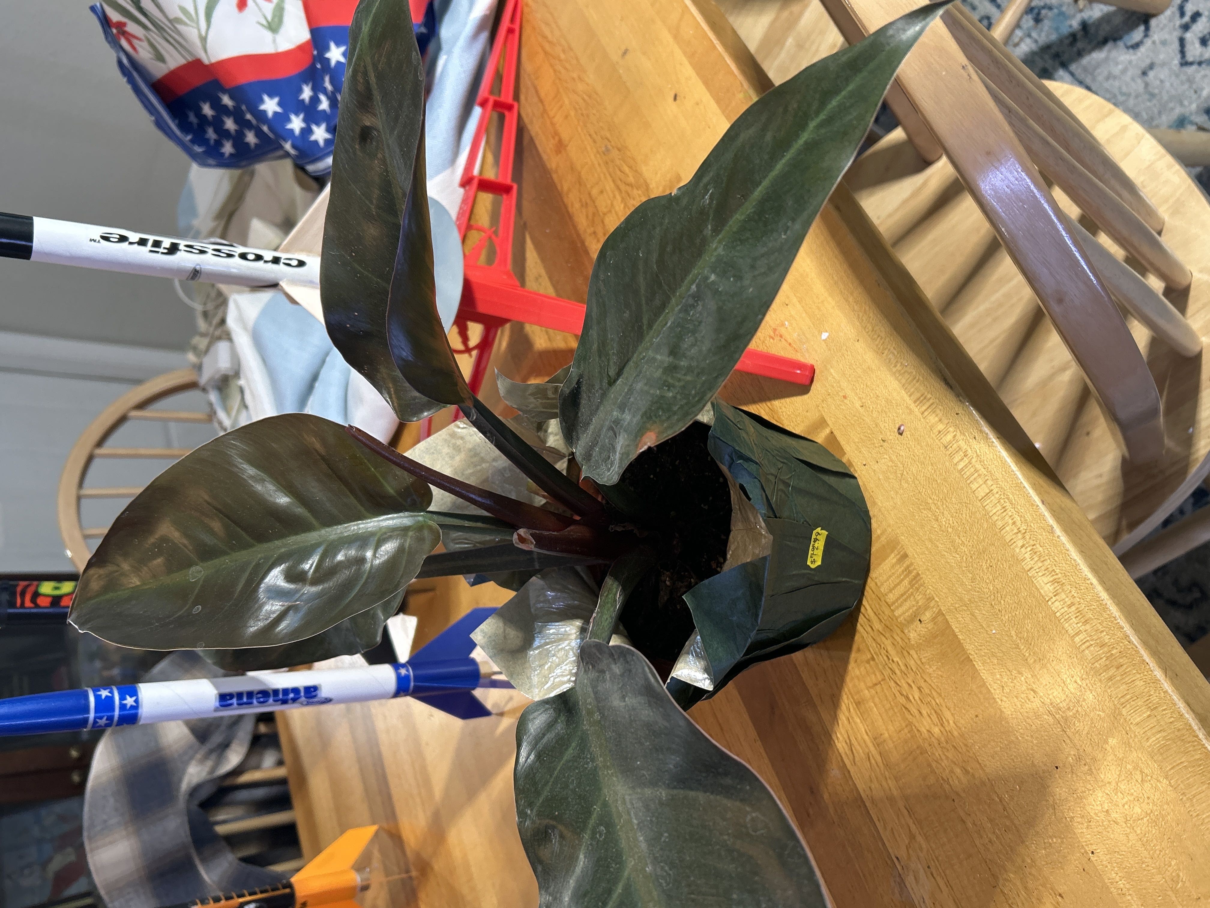 Photo from the post