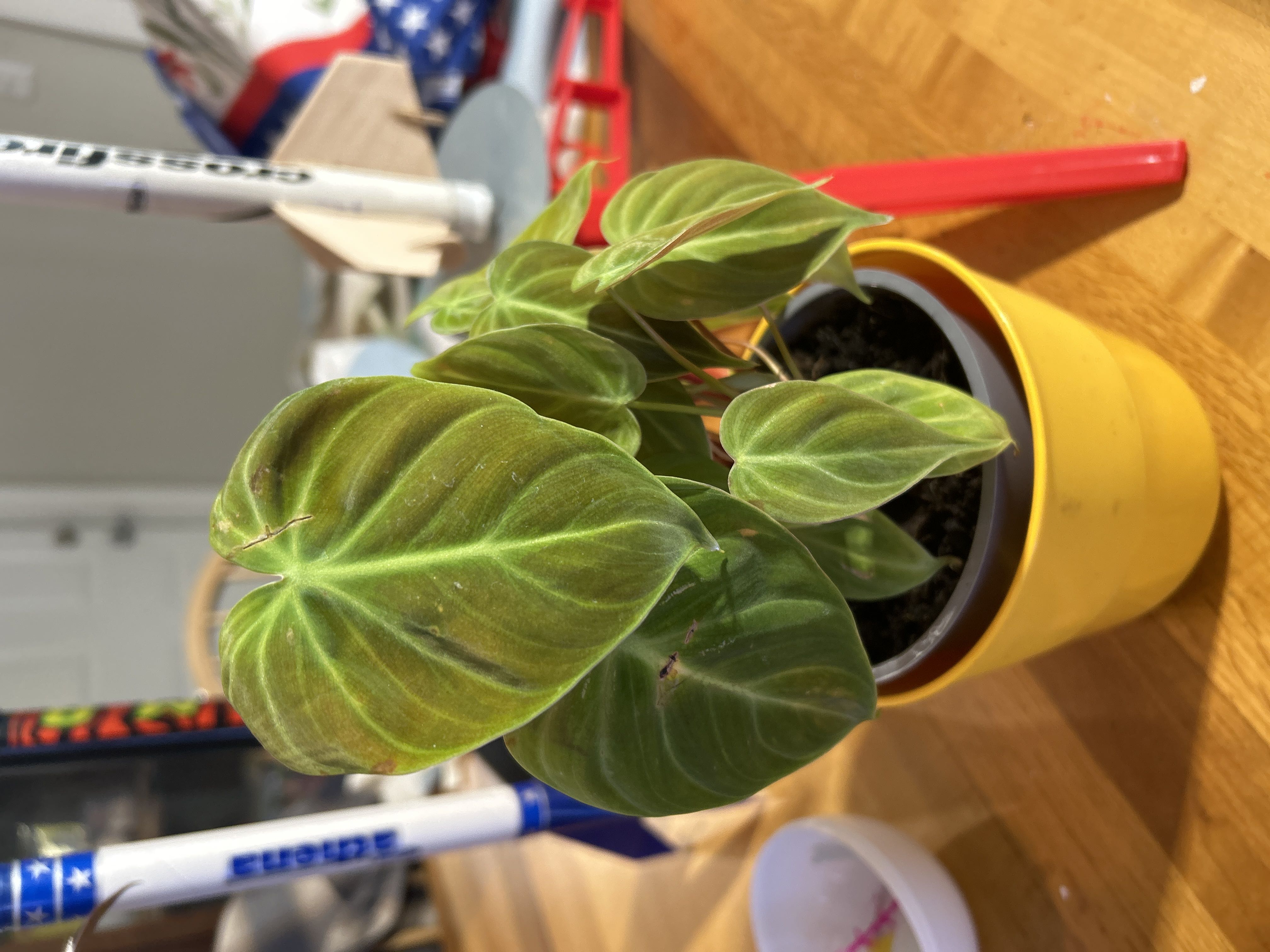 Photo from the post