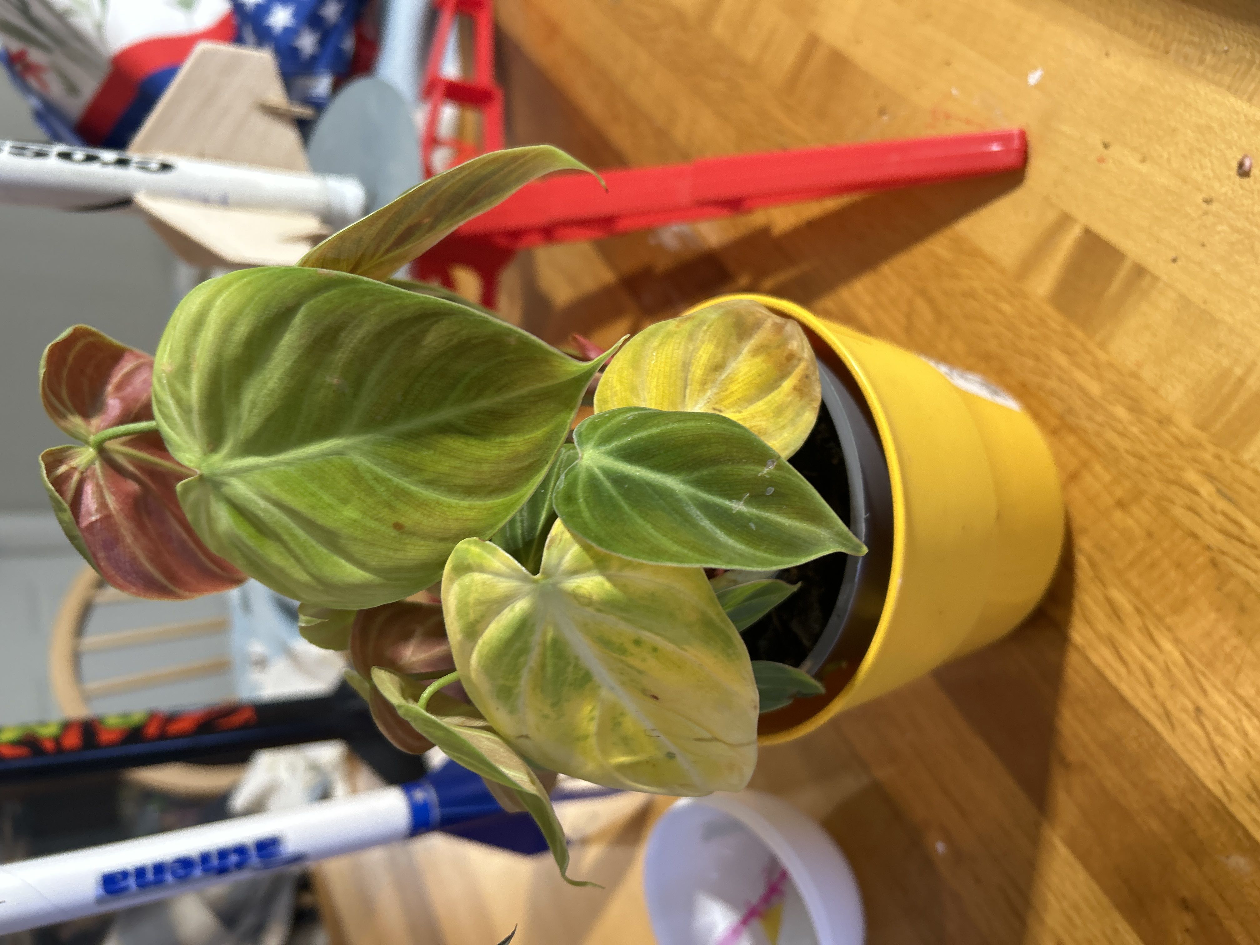 Photo from the post