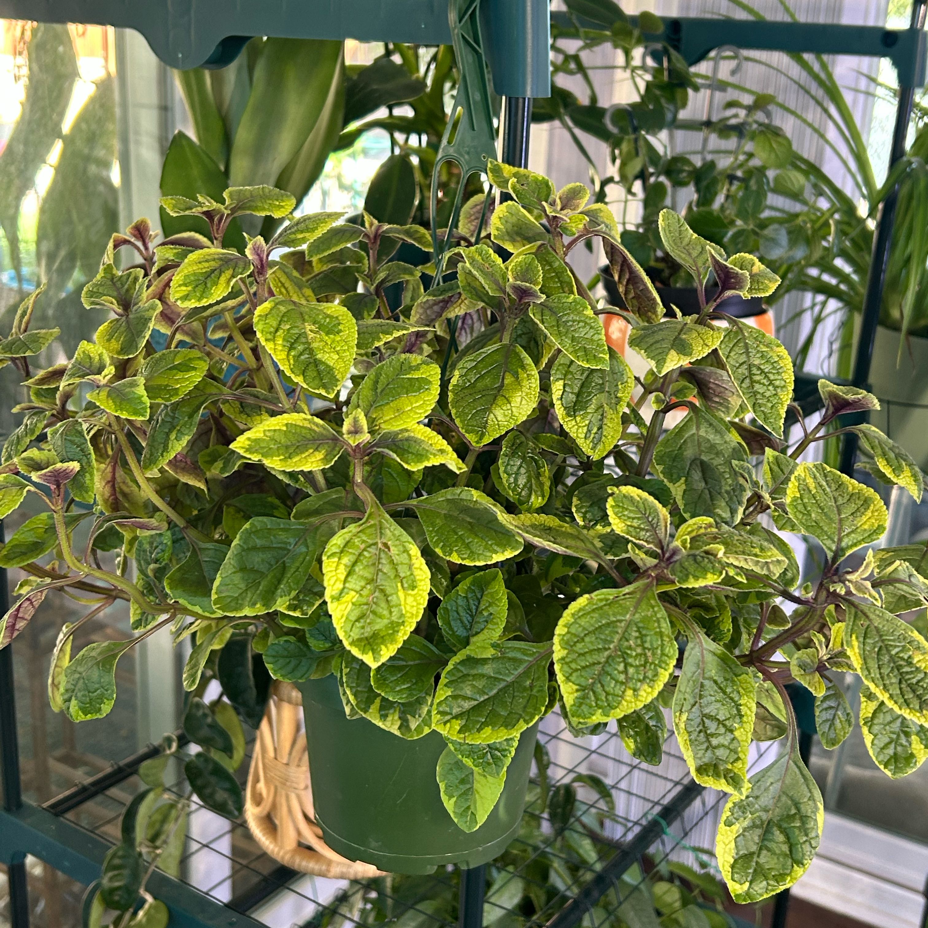 Photo of the plant species Swedish Ivy by @Shells_Garden named Guacamole on Greg, the plant care app