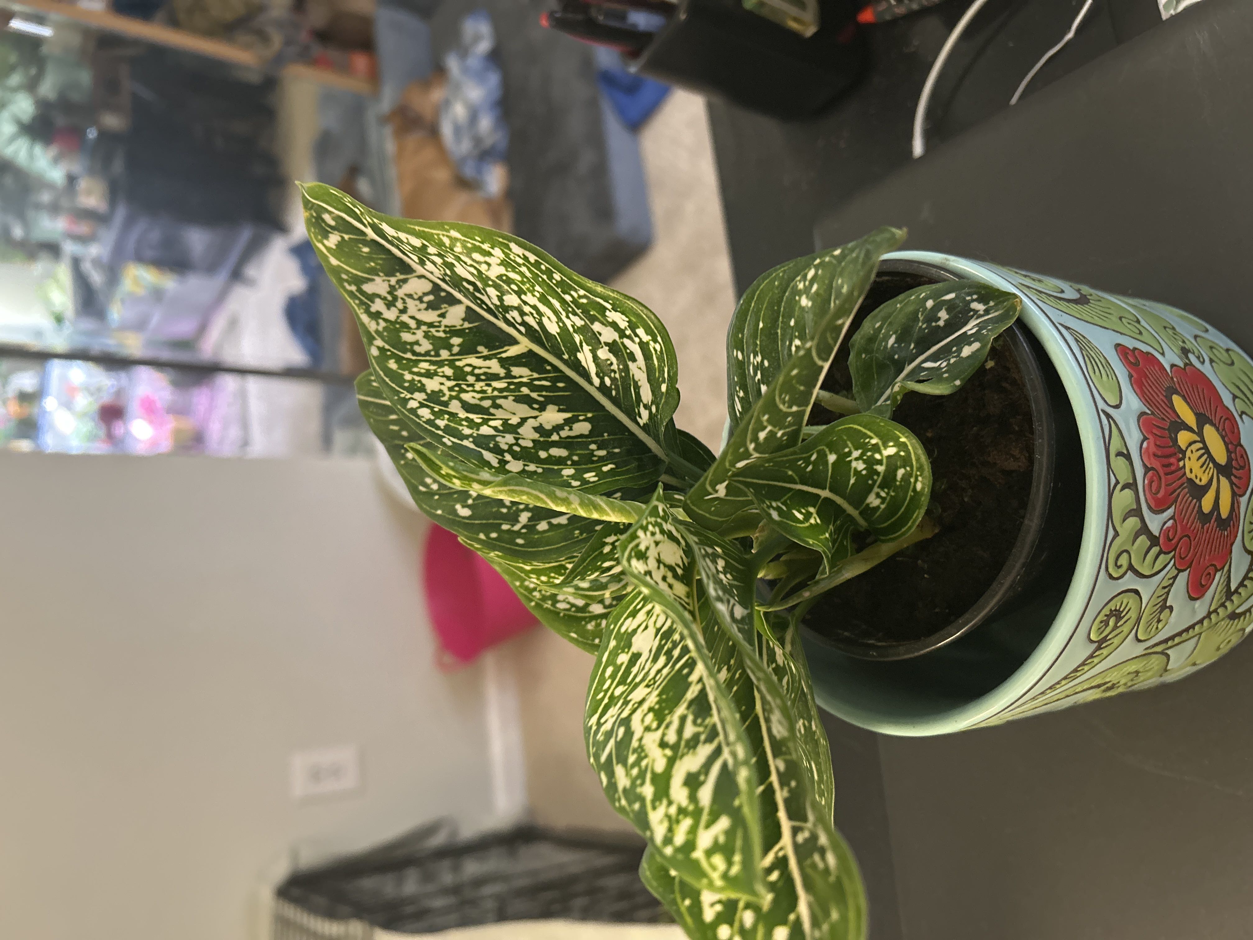 Photo from the post