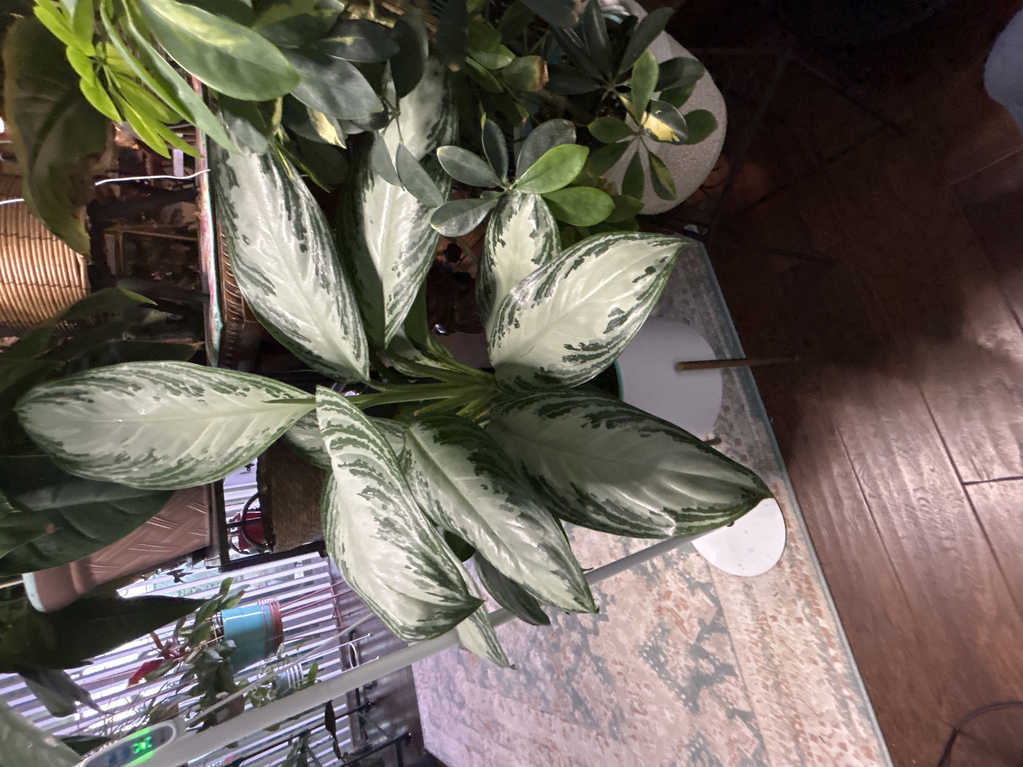 Photo from the post