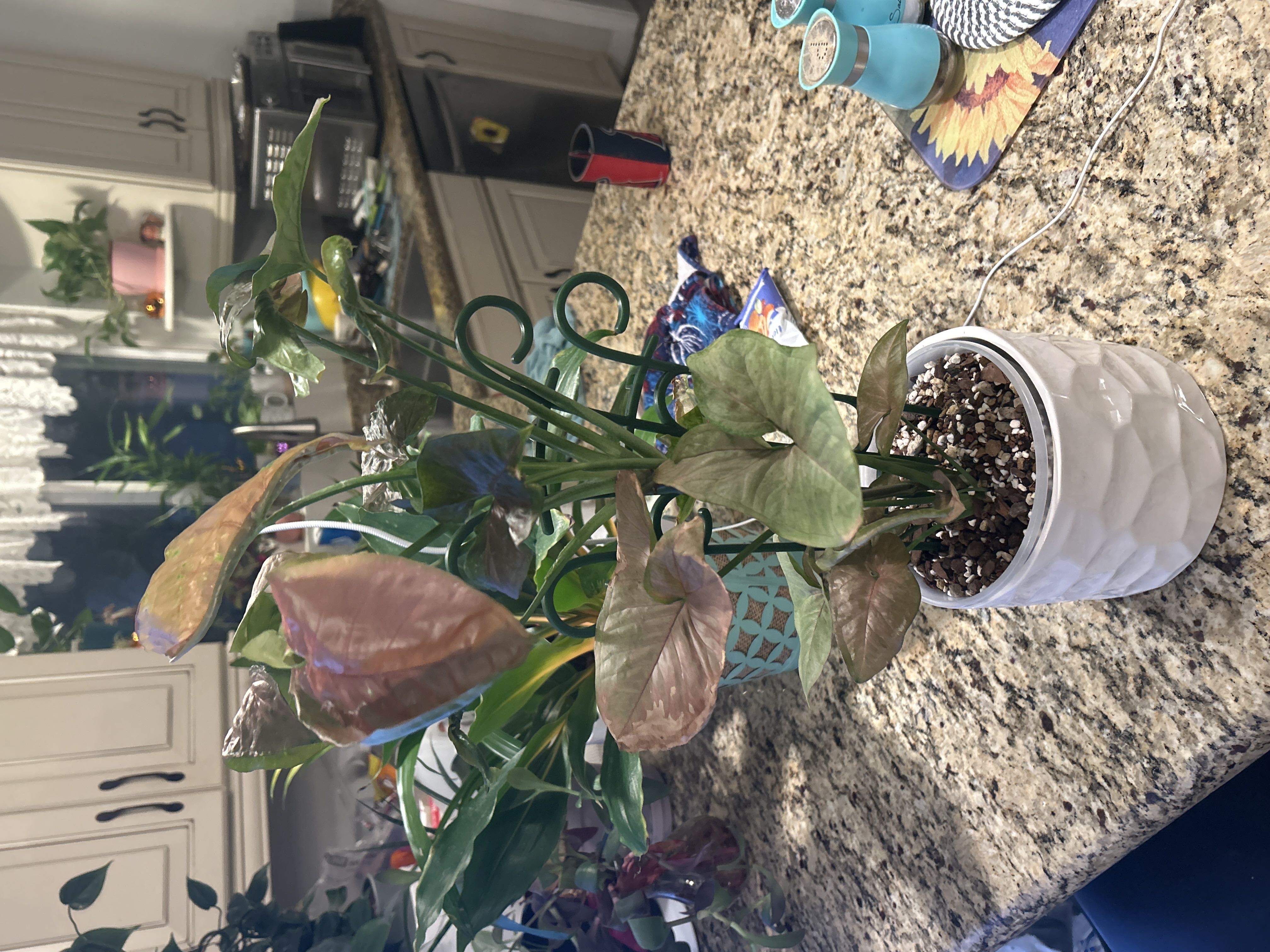 Photo from the post