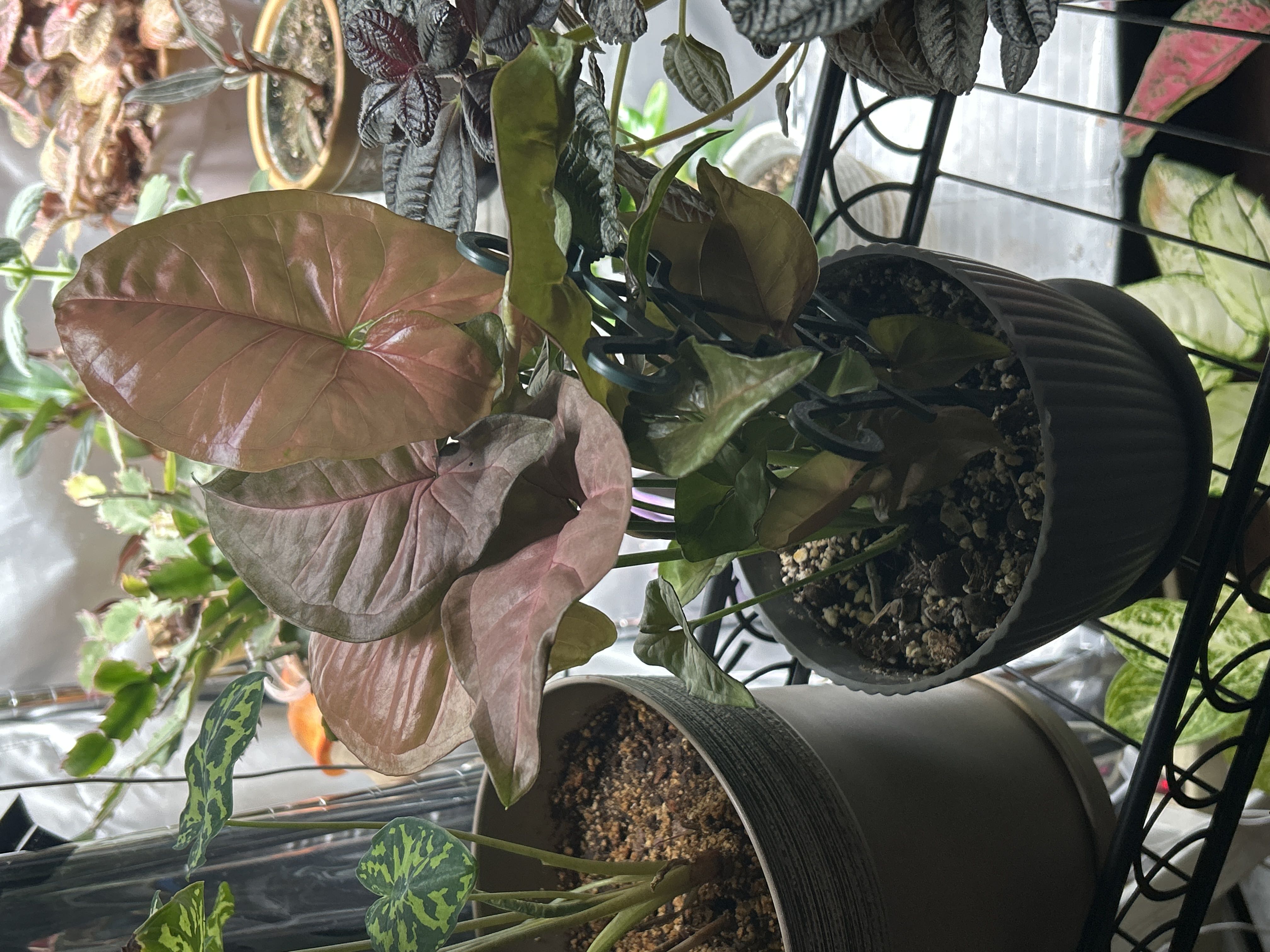 Photo from the post