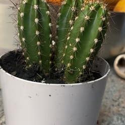 Baseball Cactus plant