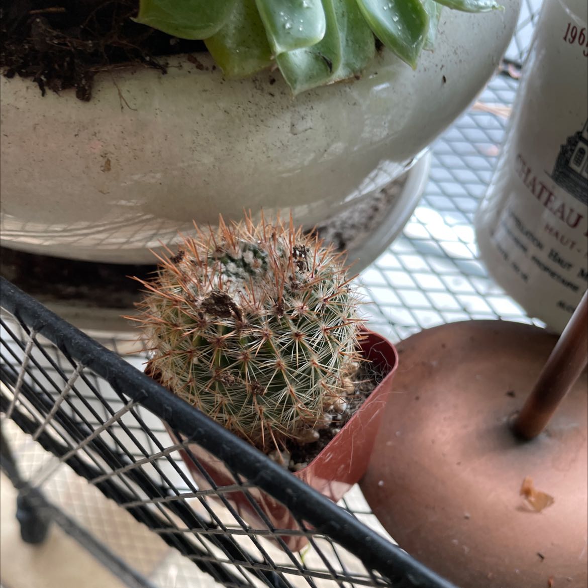 Mammillaria Melanocentra cactus in a small pot with visible soil, well-framed and in focus.