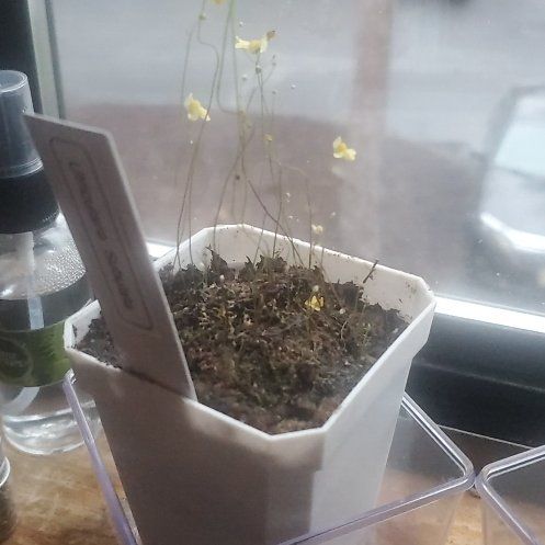 Photo of the plant species zigzag bladderwort by @HomelyGreen named Spike Leaves on Greg, the plant care app