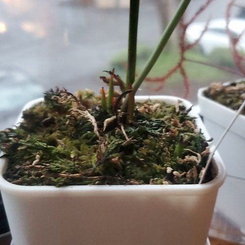 Photo of the plant species Daina's Delight Pitcher Plant by @HomelyGreen named Fernie Saunders on Greg, the plant care app
