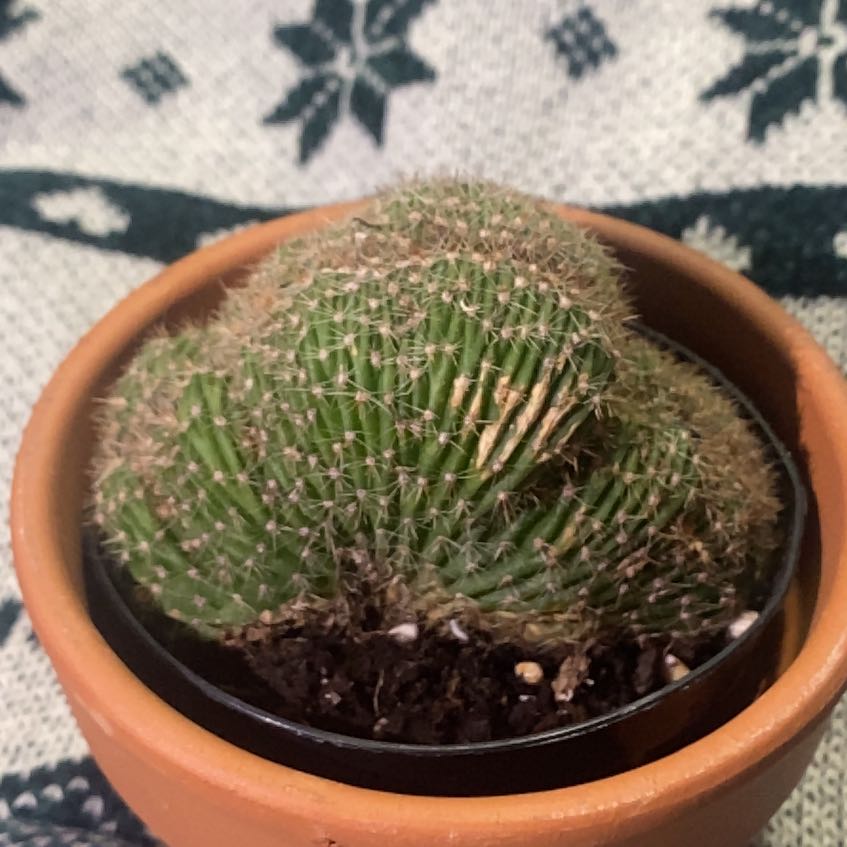 Photo of the plant species Caterpillar Cactus by @Taylorh021 named Plato on Greg, the plant care app