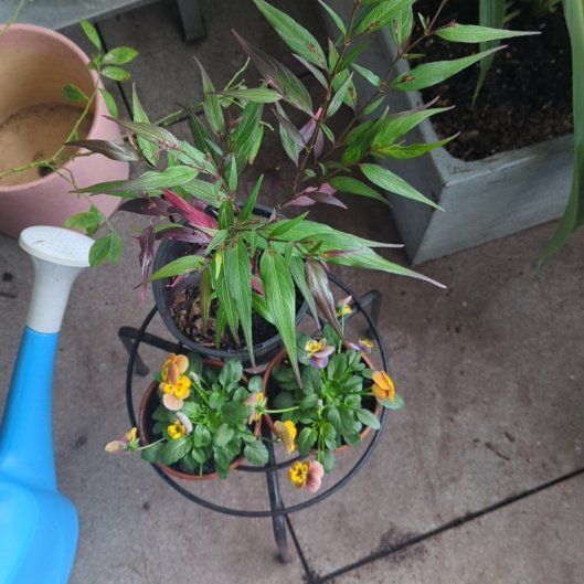 Photo of the plant species Goldfussia by @CrucialLuronium named Pax on Greg, the plant care app