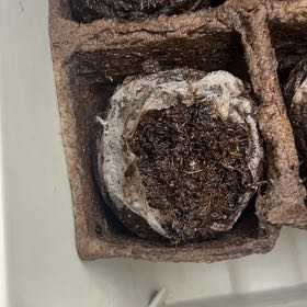 Photo of the plant species Fernleaf Lavendar by @SatisfiedFuscia named Xena on Greg, the plant care app