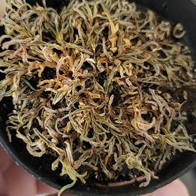 Photo of the plant species Assorted Delosperma by @VastZinnia named Prince on Greg, the plant care app