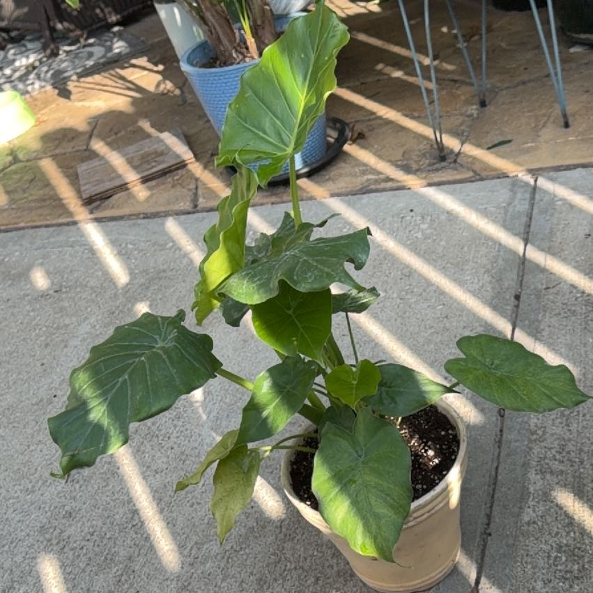 Photo of the plant species Alocasia gagaena 'California' by @EnduringMangeao named Mandingo on Greg, the plant care app