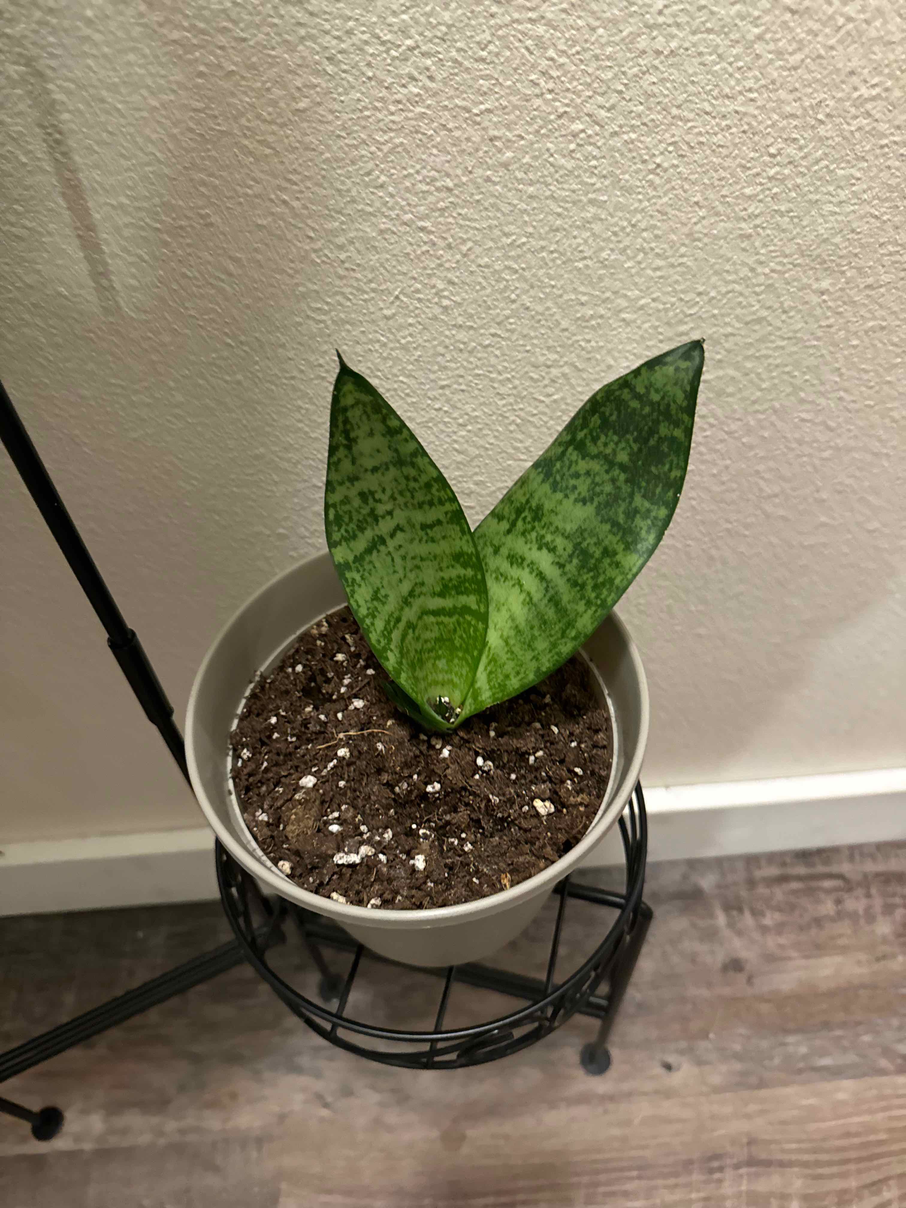 Black Robusta Snake Plant in a pot with healthy green leaves and visible soil.