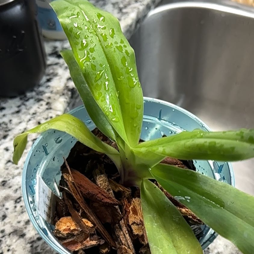 Photo of the plant species Slipper Orchid Pinochio Pink by @CraziPlantLadi7 named Diana on Greg, the plant care app