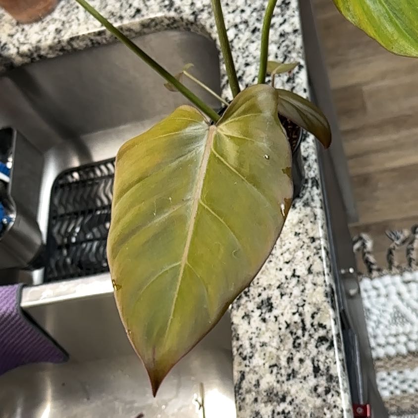 Philodendron 'Glorius' plant with a yellowing and browning leaf near a kitchen sink.