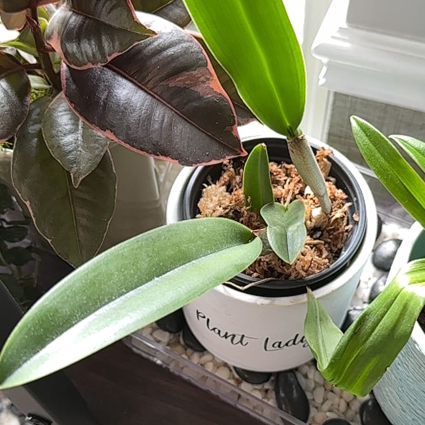Photo of the plant species Golf Green Hair Pig Orchid by @CraziPlantLadi7 named Marilyn on Greg, the plant care app