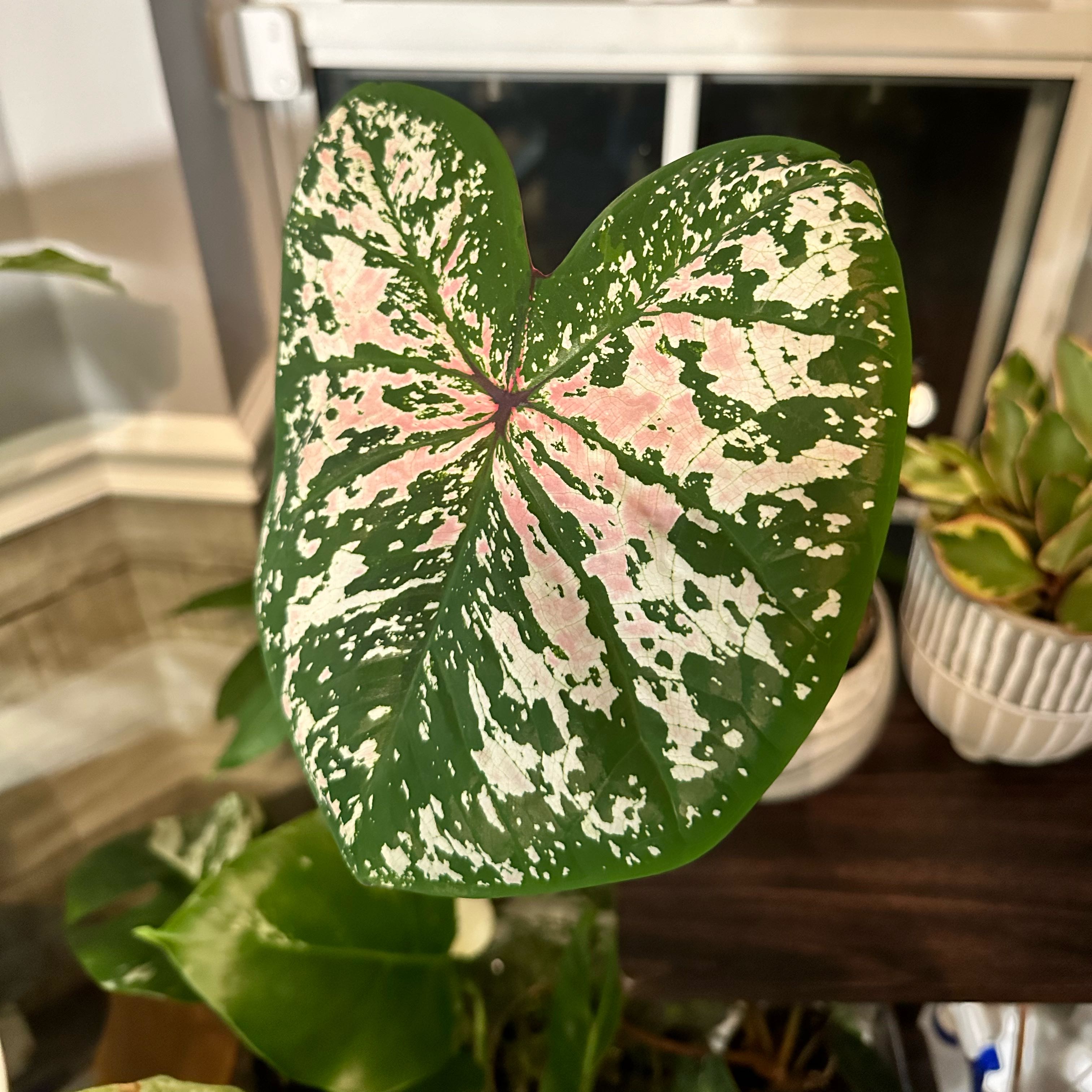Photo of the plant species Pink Cloud Caladium by @CraziPlantLadi7 named Demi on Greg, the plant care app