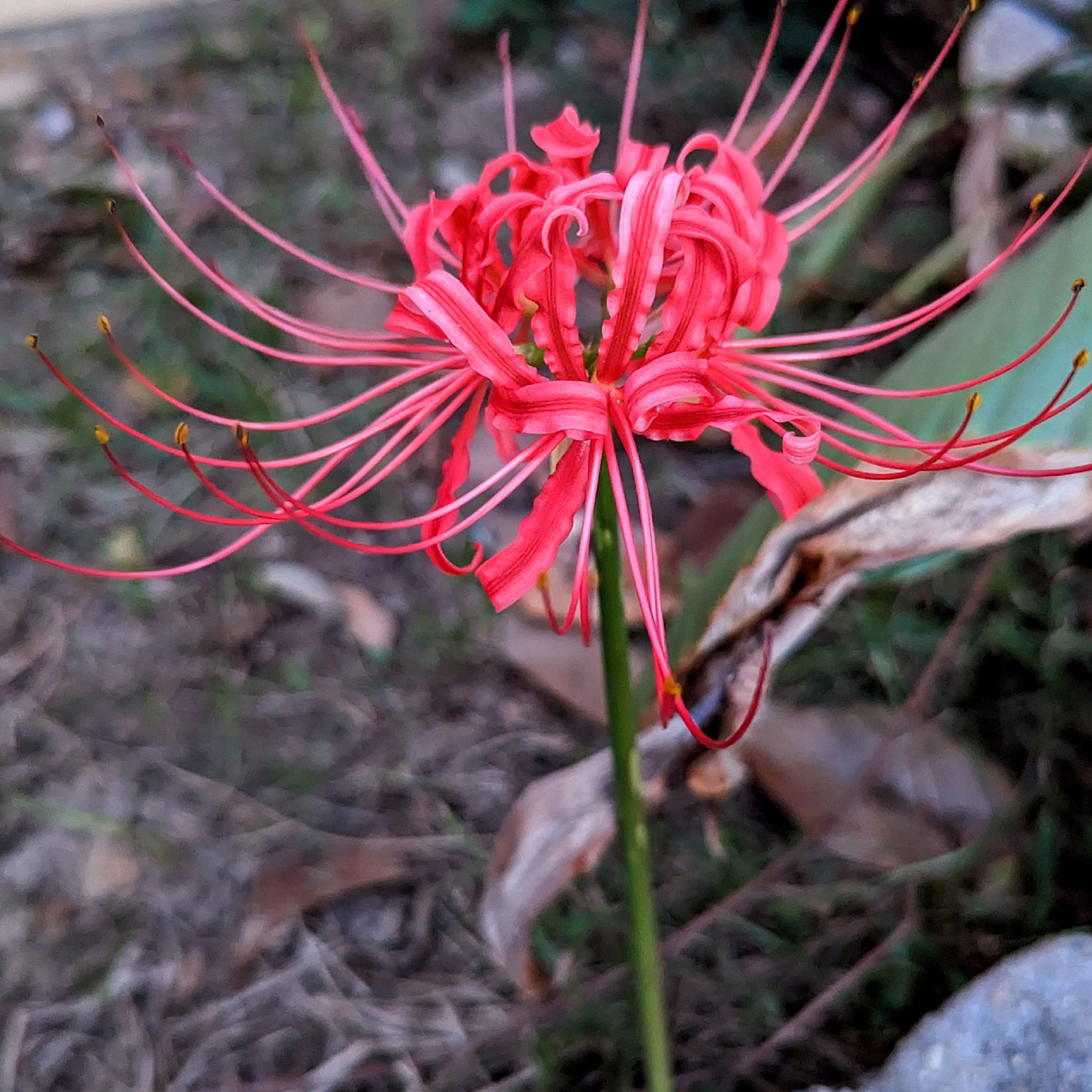 Red Spider Lily with vibrant red flowers and some browning leaves in the background.